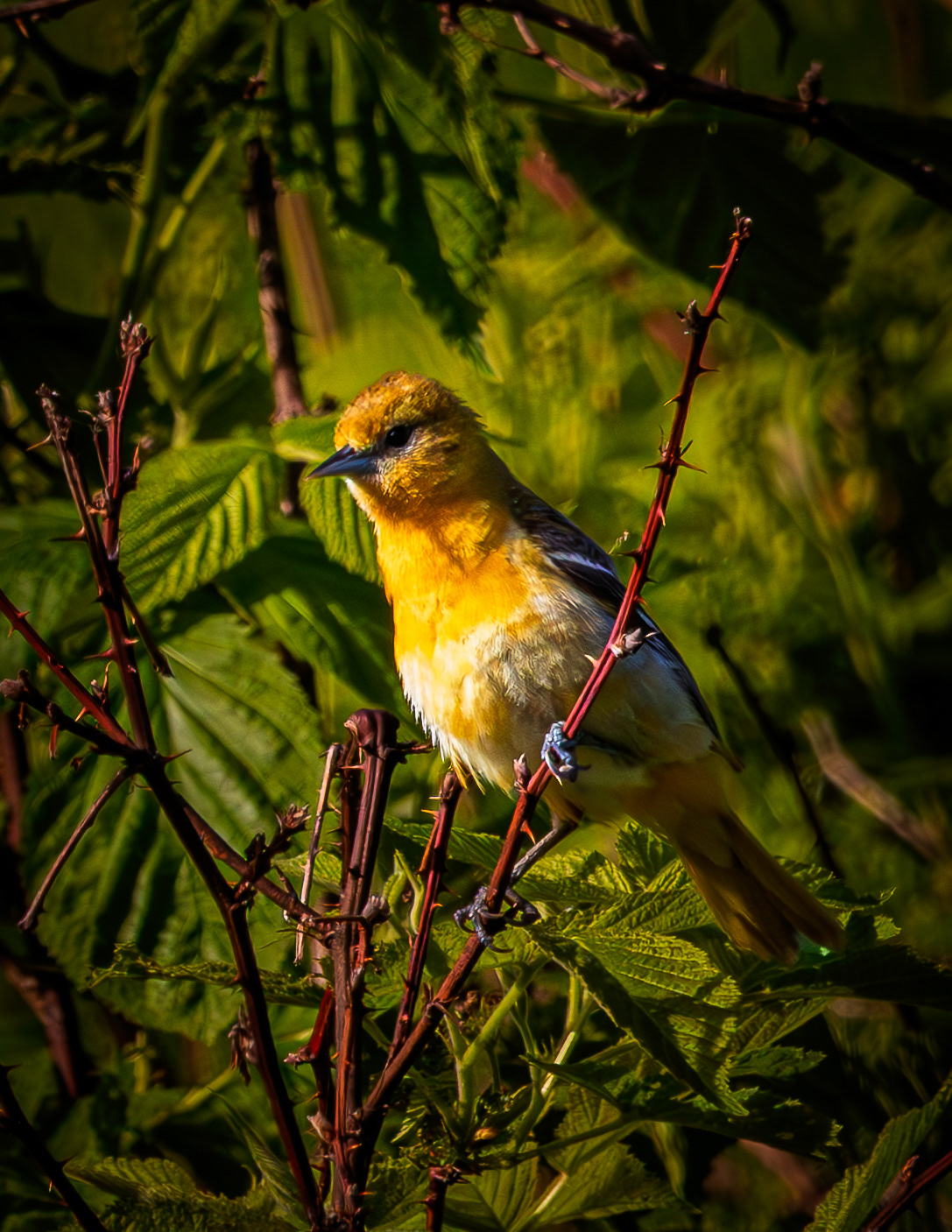 Female Orchard Oriole