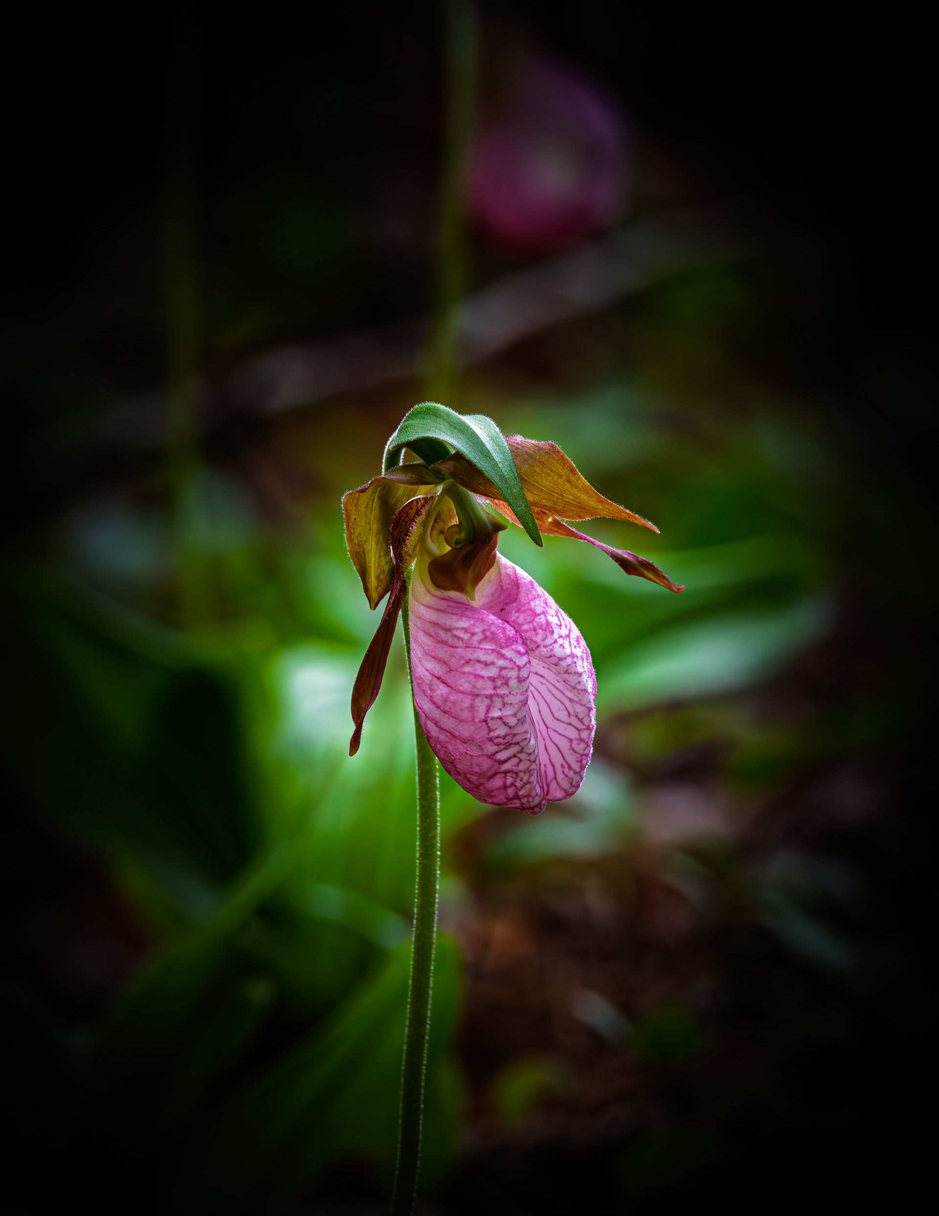 Lady Slipper