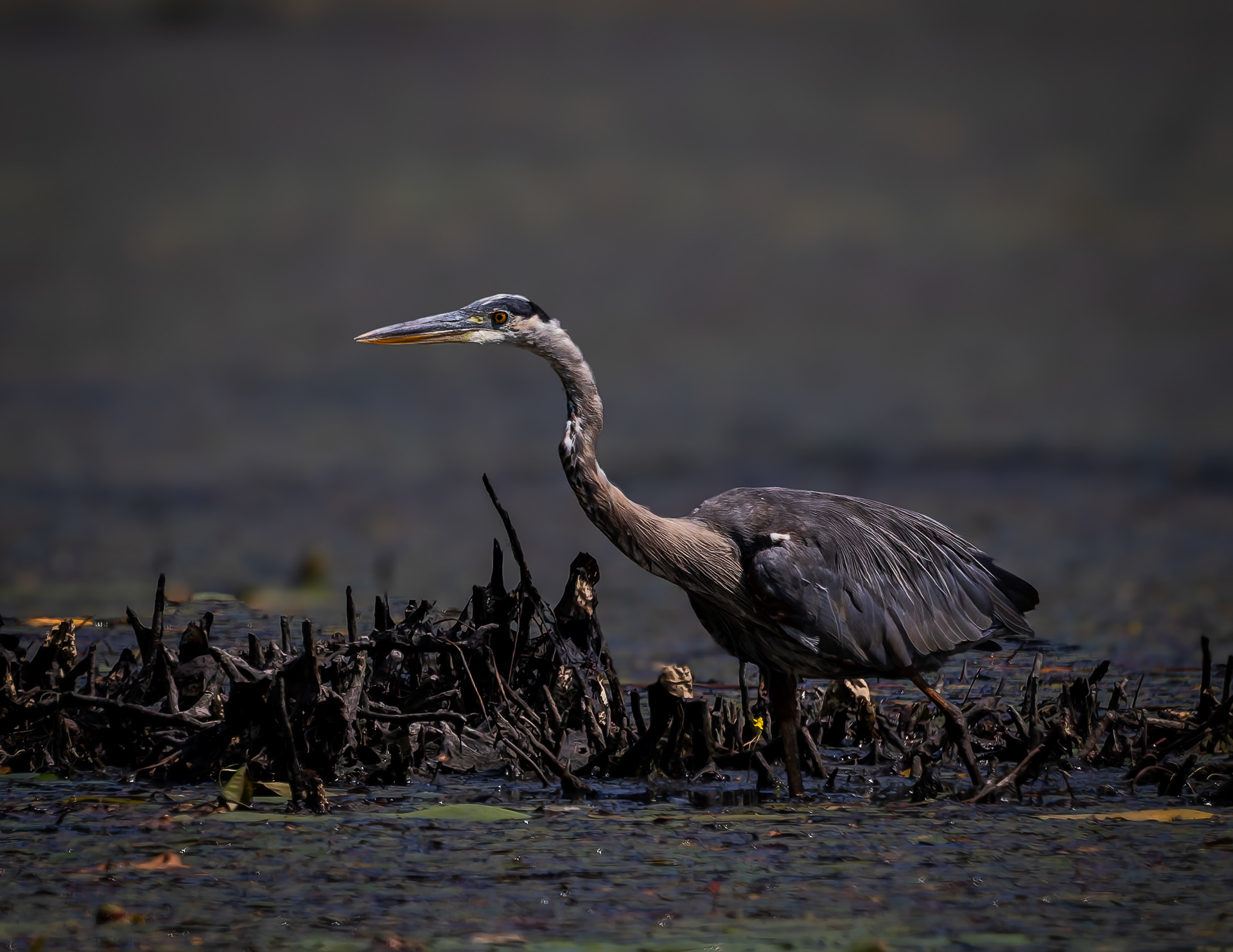 Great Blue Heron No6