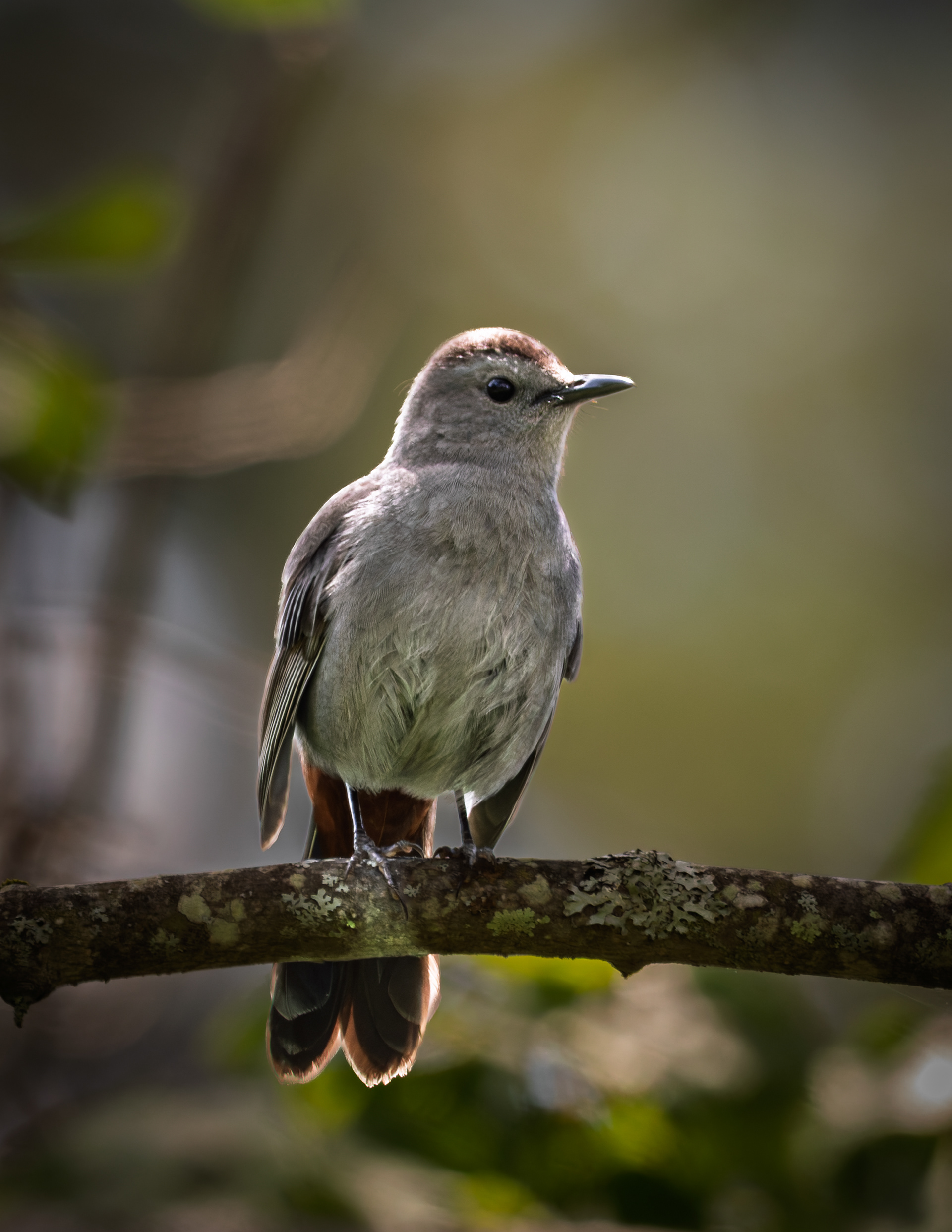 Catbird No1