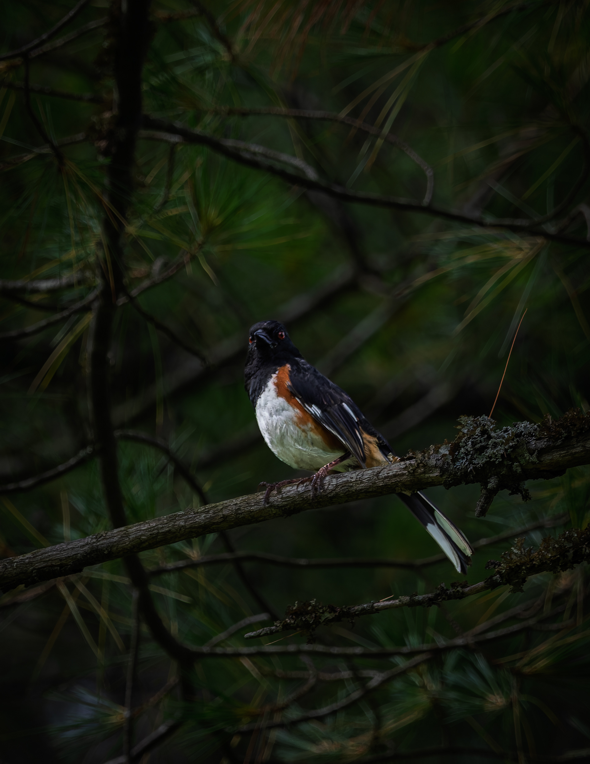 Male Eastern Towhee No3