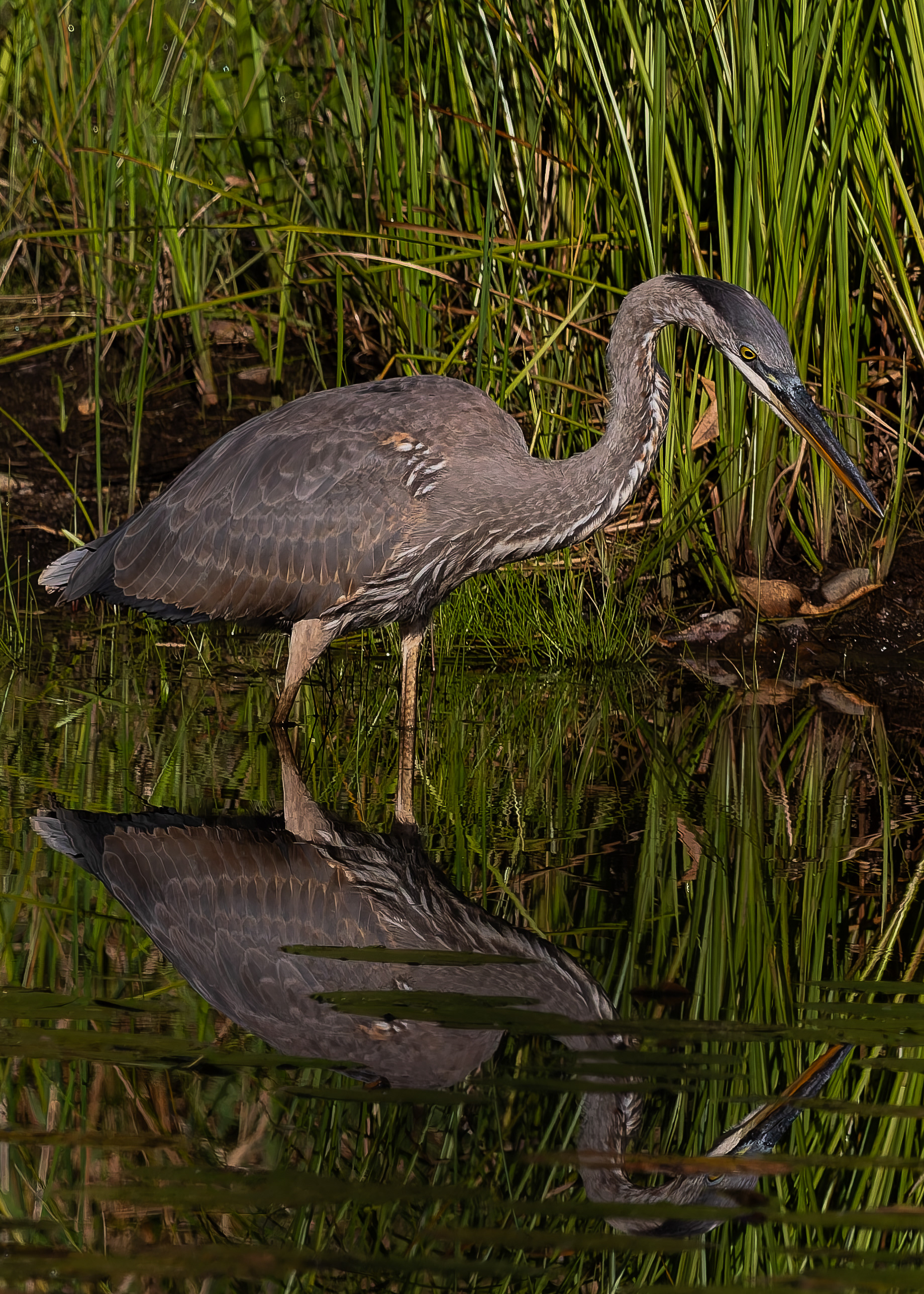 Great Blue Heron No3 - September 16, 2026