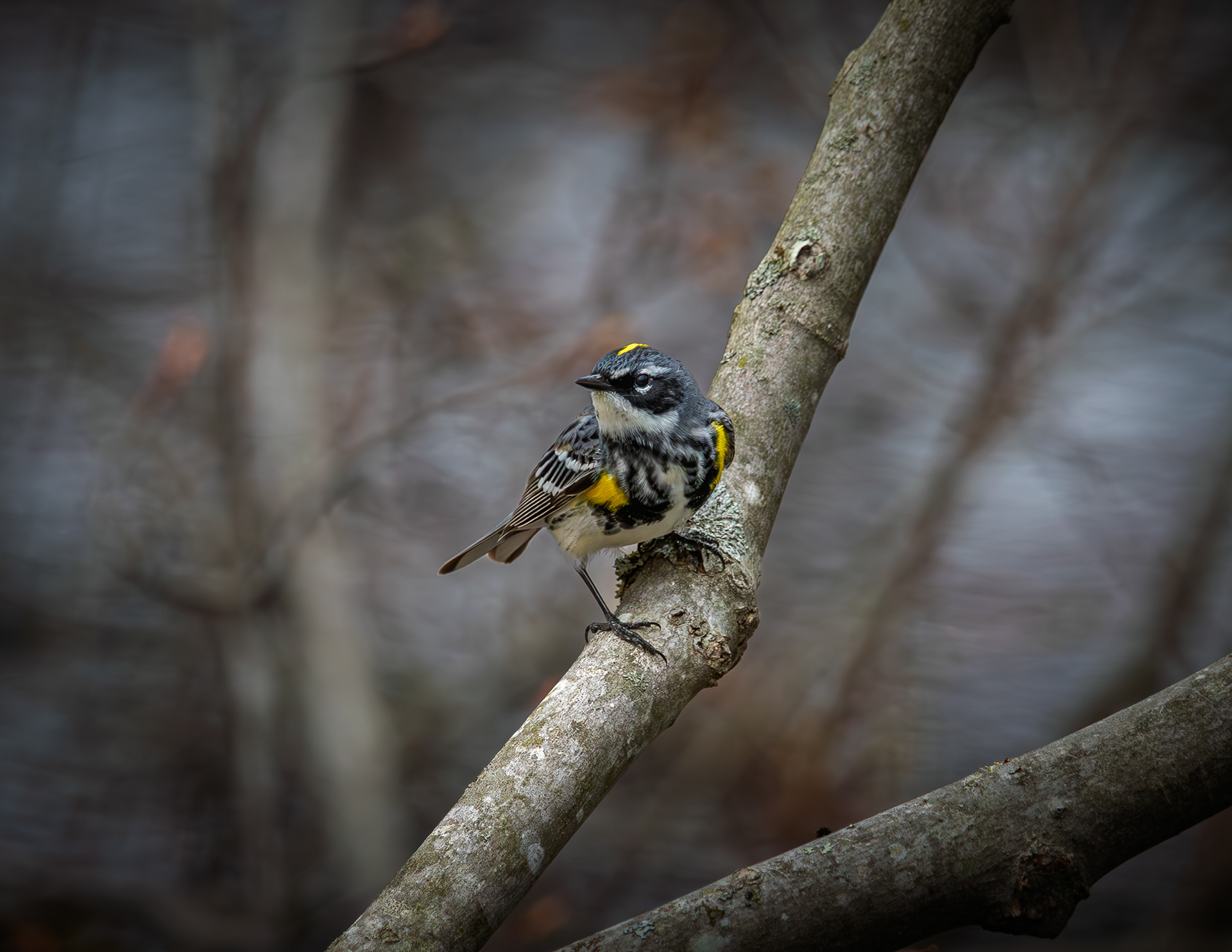 Yellow-rumped Warbler - April 25, 2025