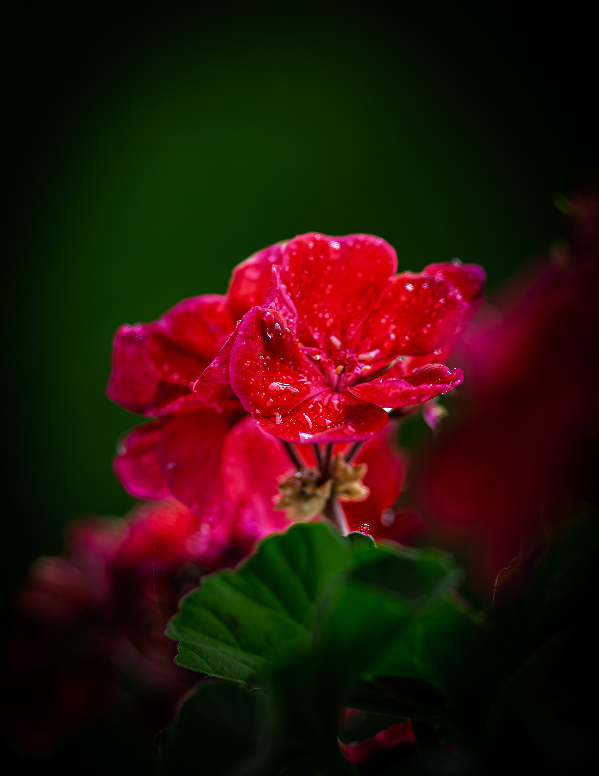 Pink Geranium