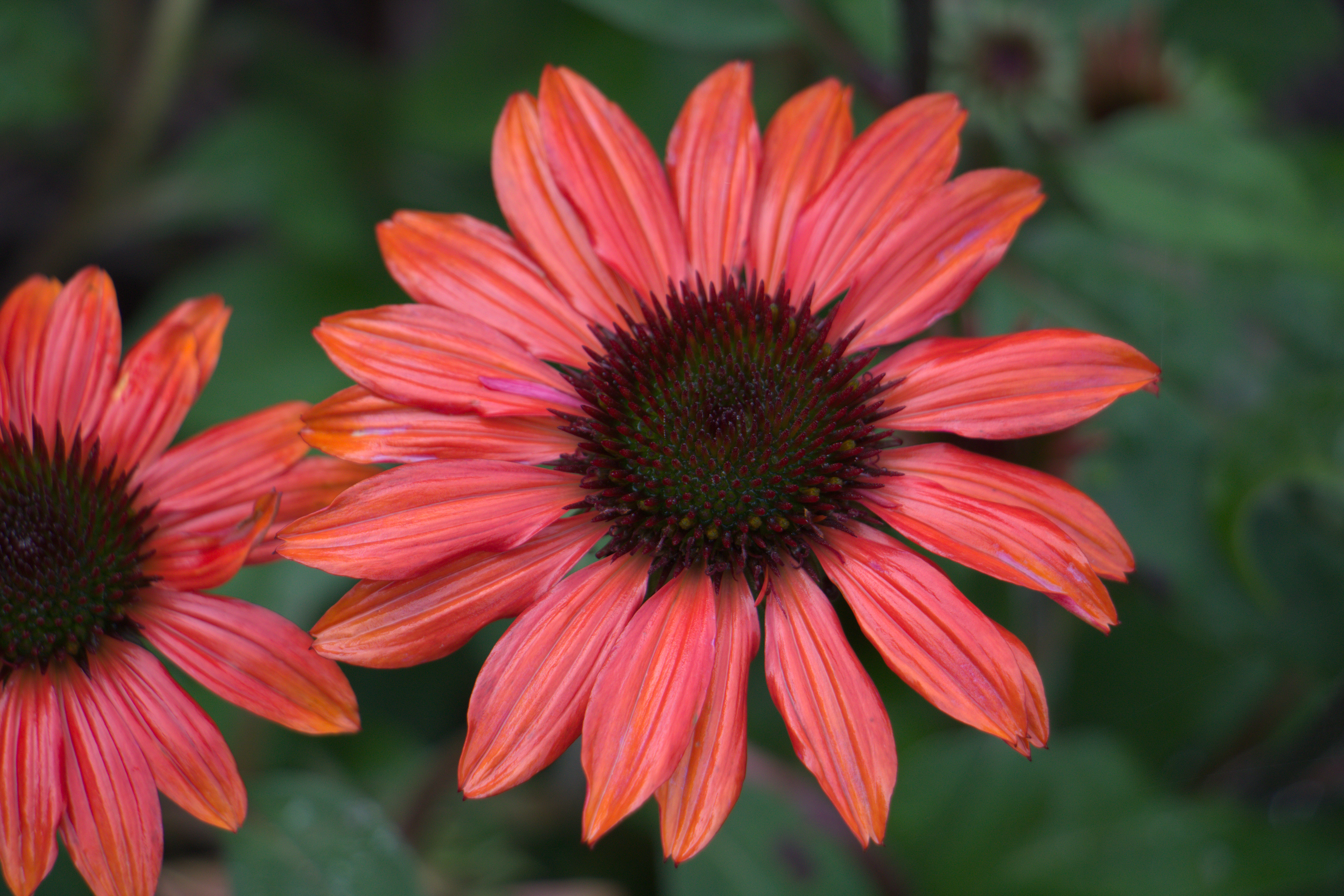 Sombrero Sangrita Coneflower