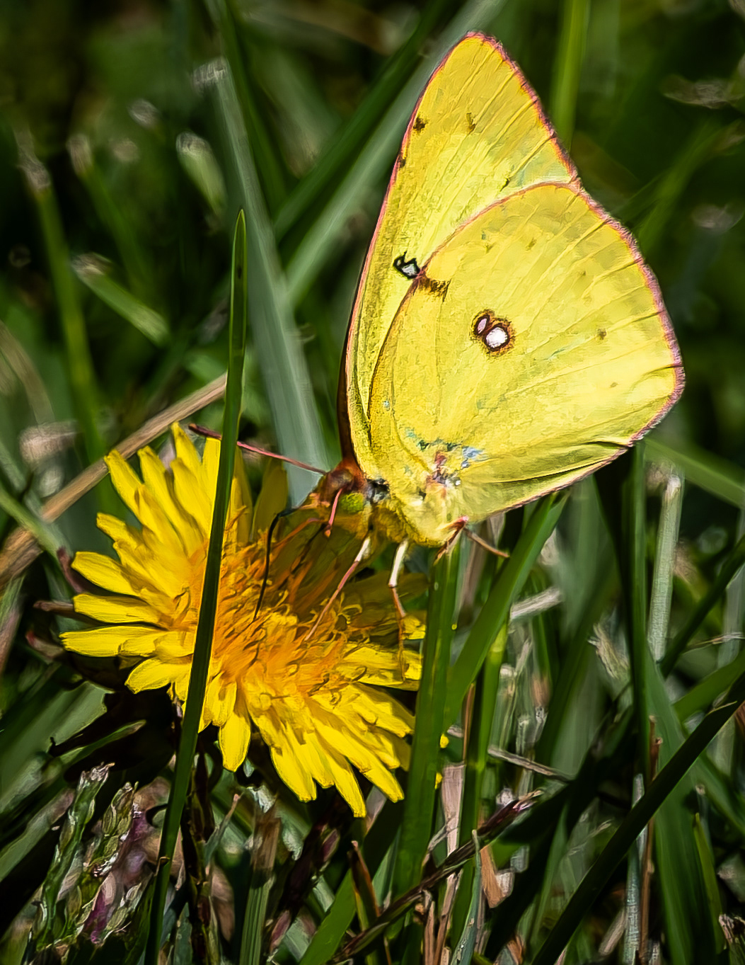 Clouded Sulphur Butterfly No2