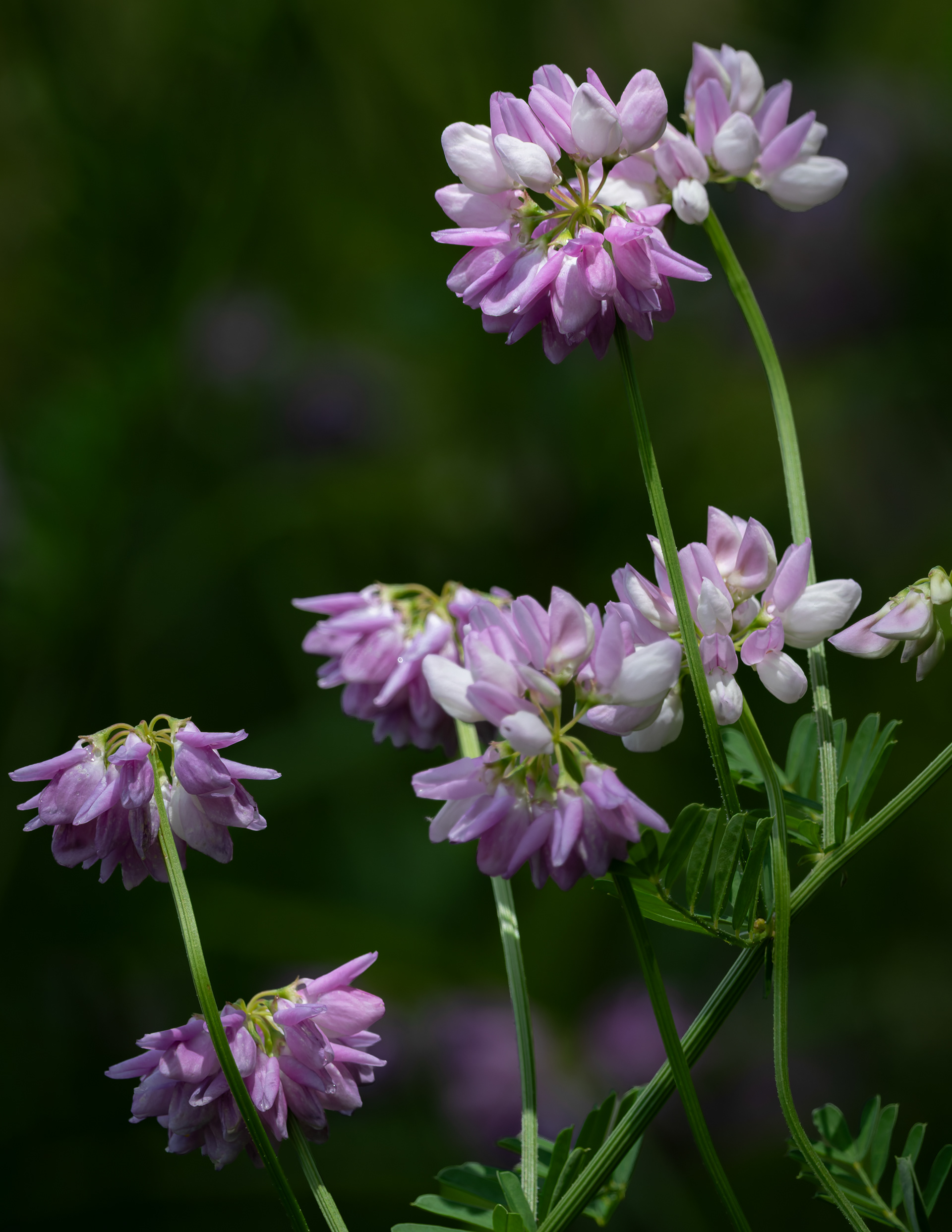Crown Vetch