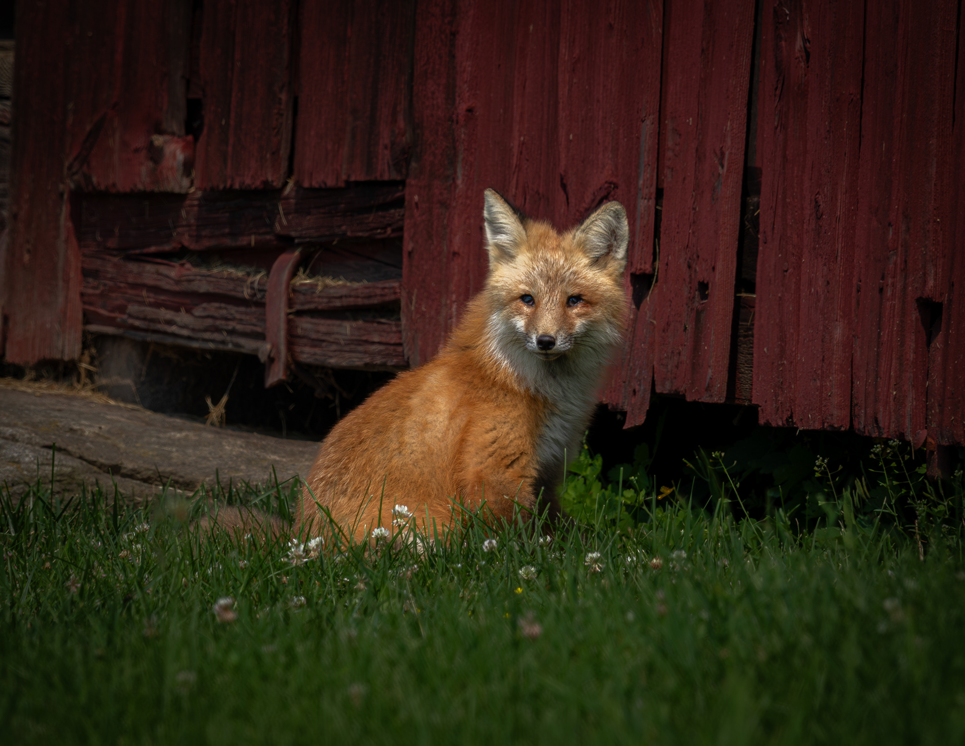 Fox at CSV No4