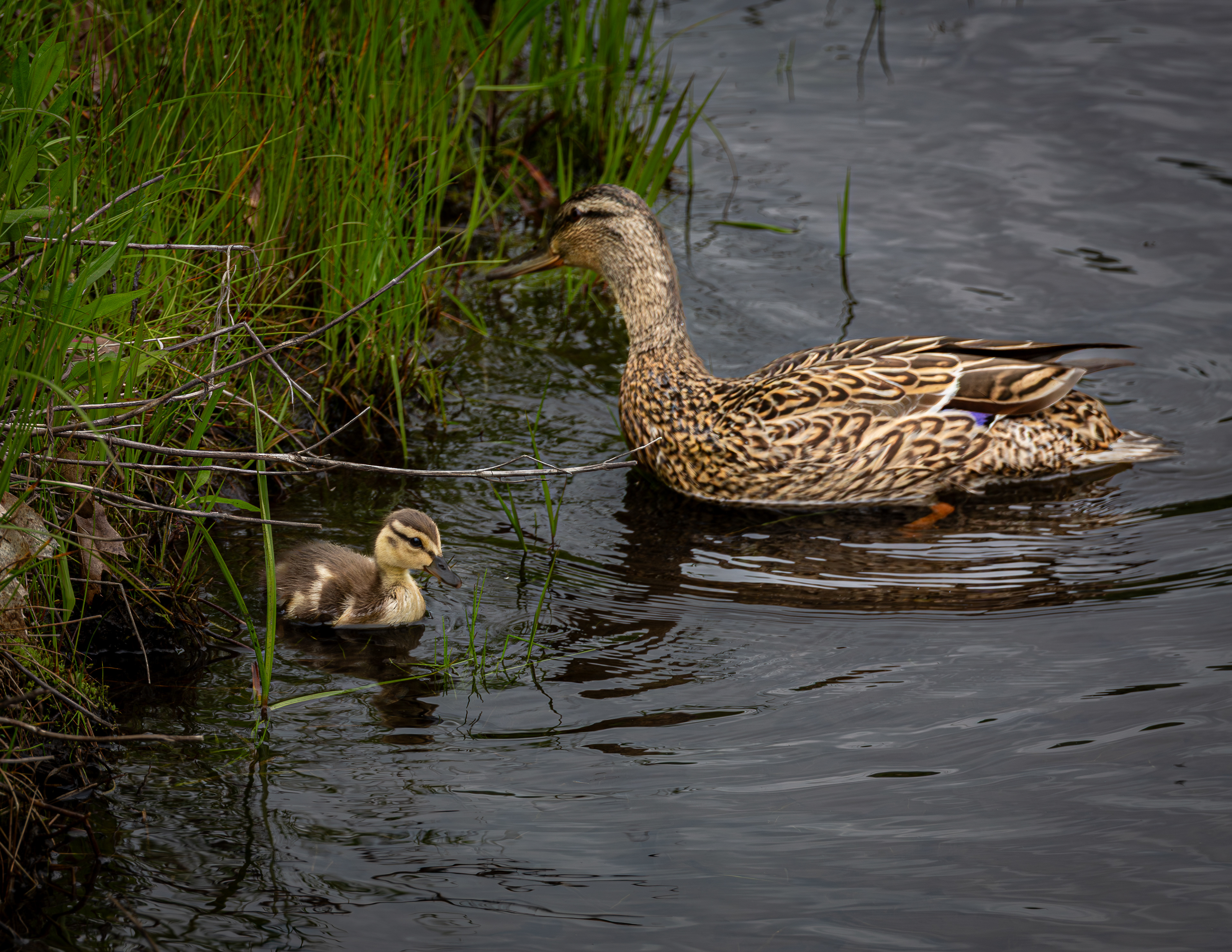 Duck Hen and Duckling at Shannon Pond No2