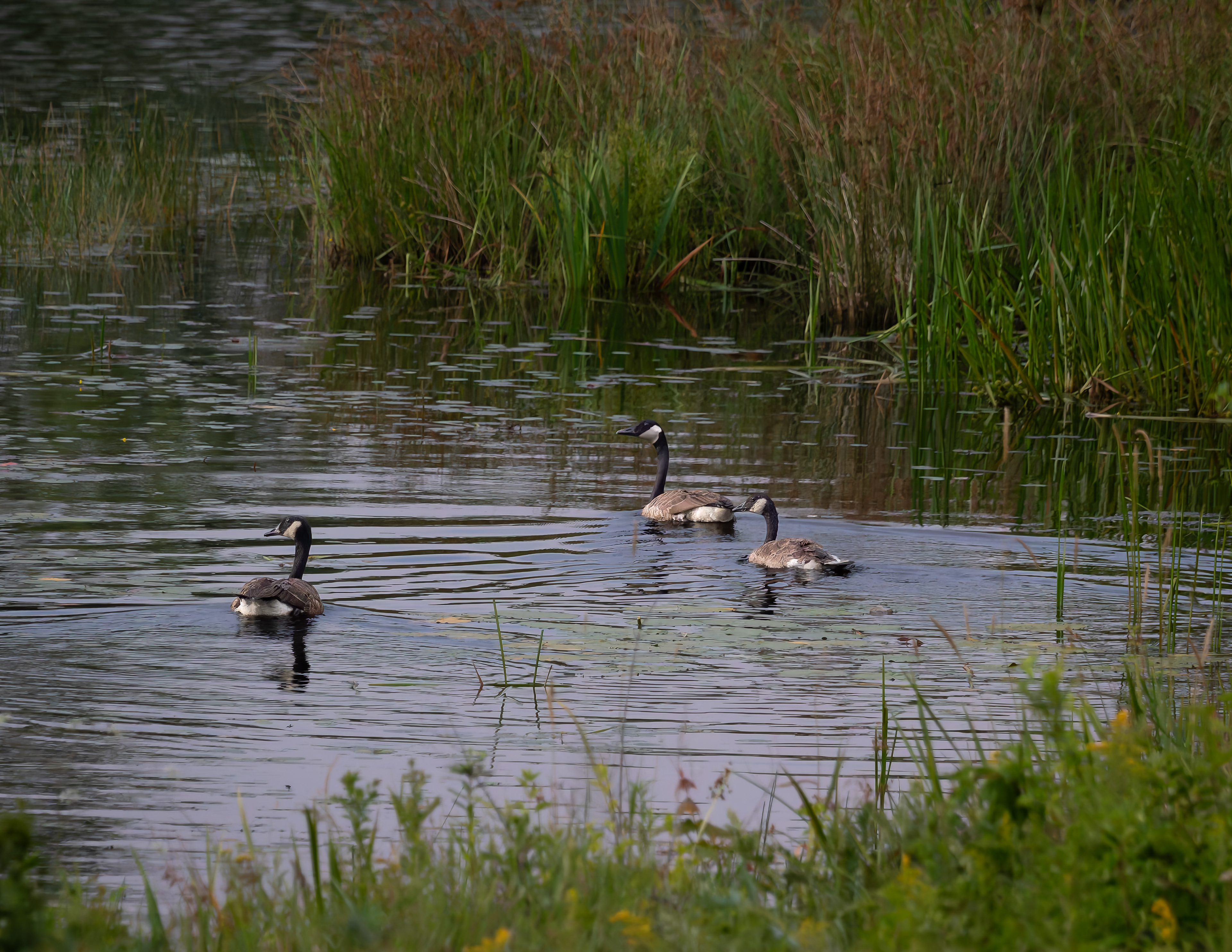 Canada Geese Family