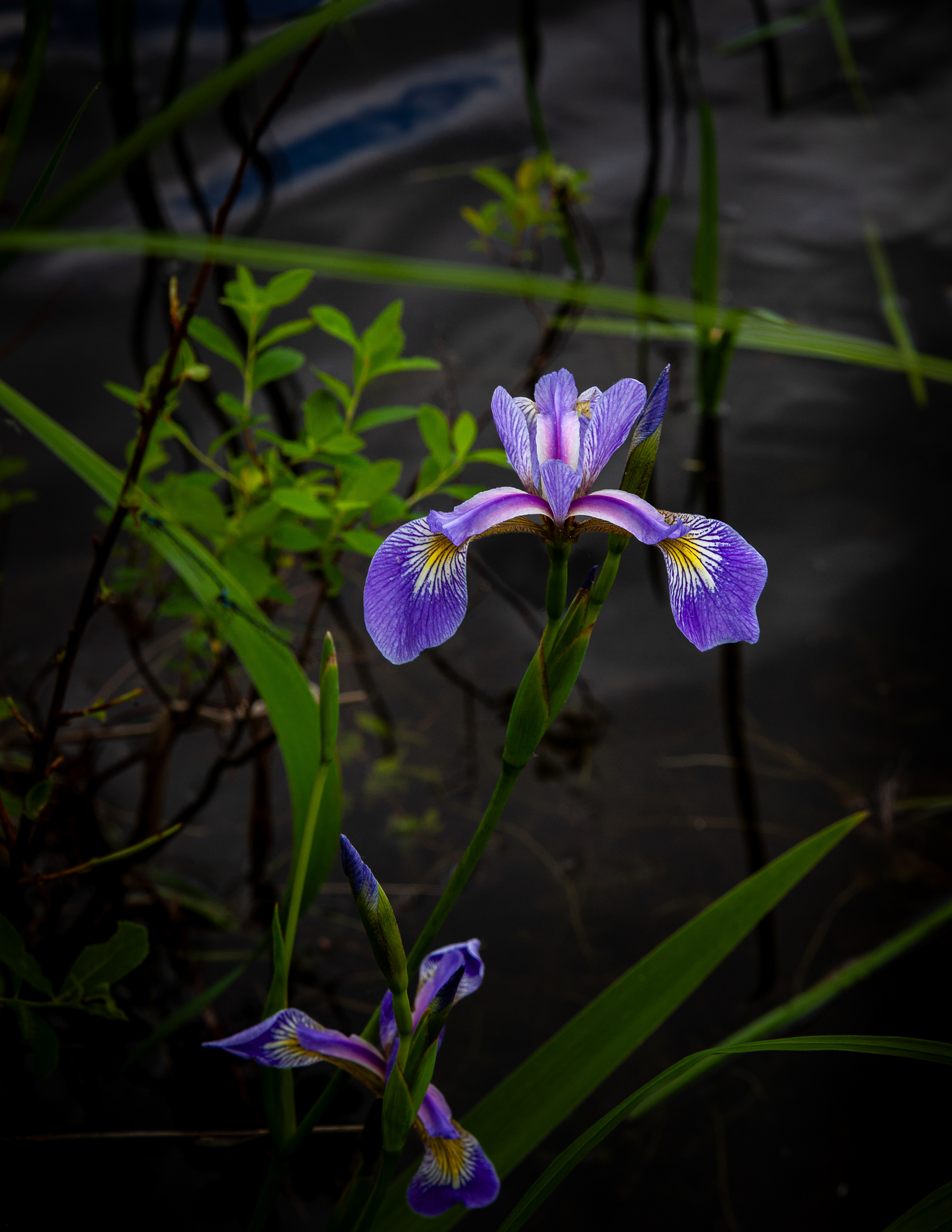 Iris Growing Wild Along the Pond