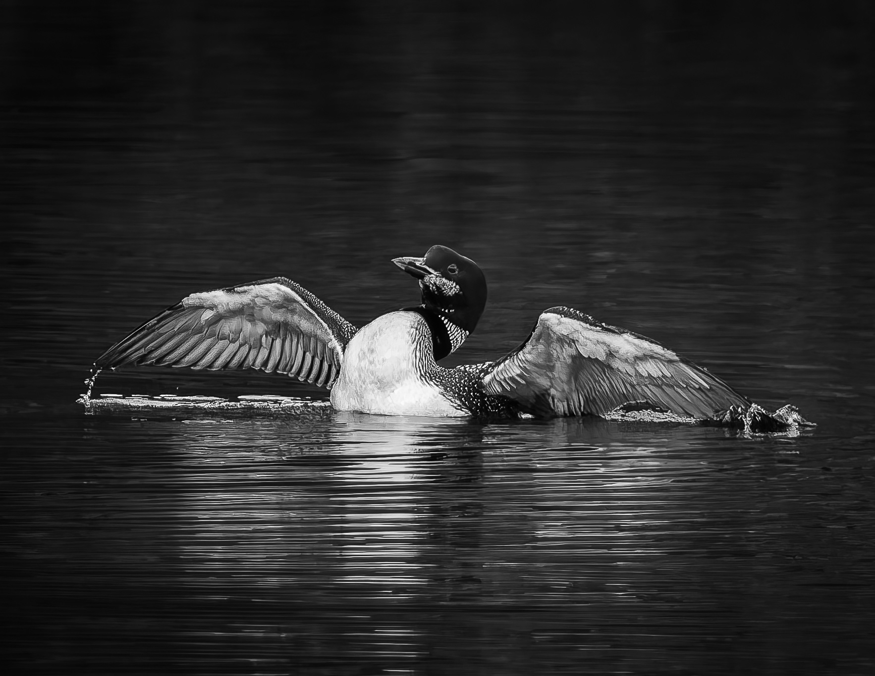 Common Loon No7