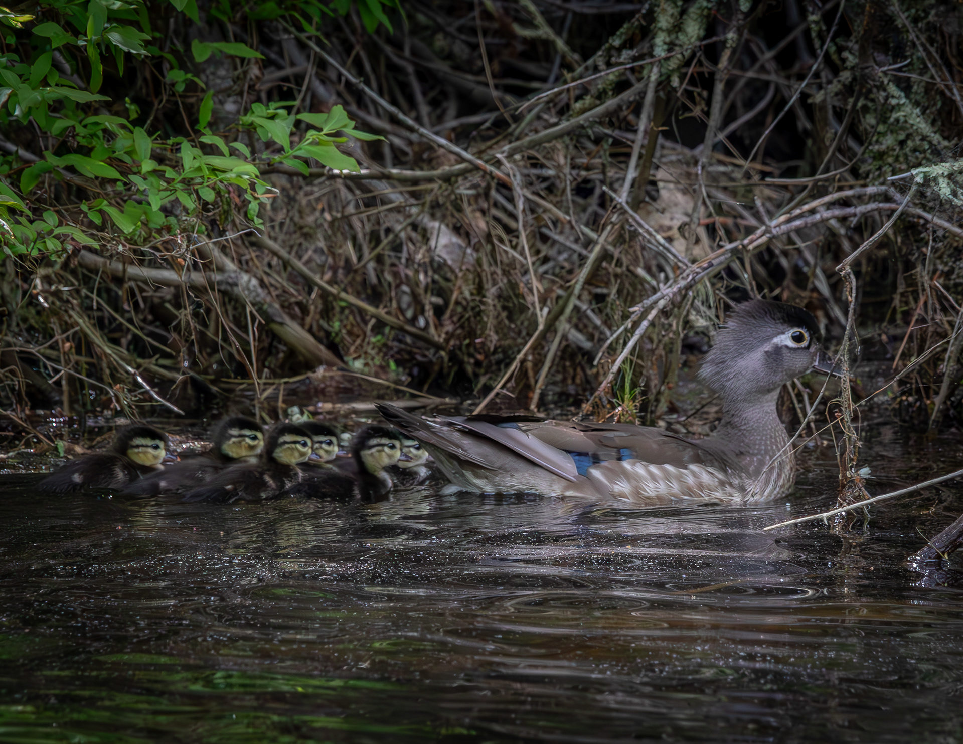 Mother Wood Duck and Chicks