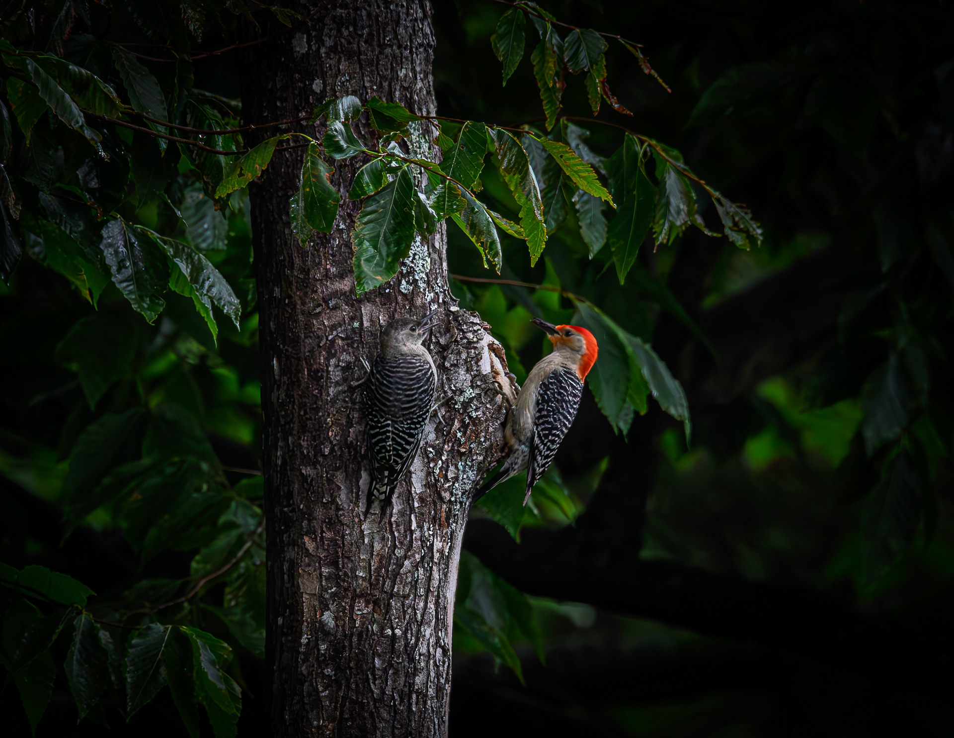 Pair of Red-bellied Woodpeckers - June 29, 2025