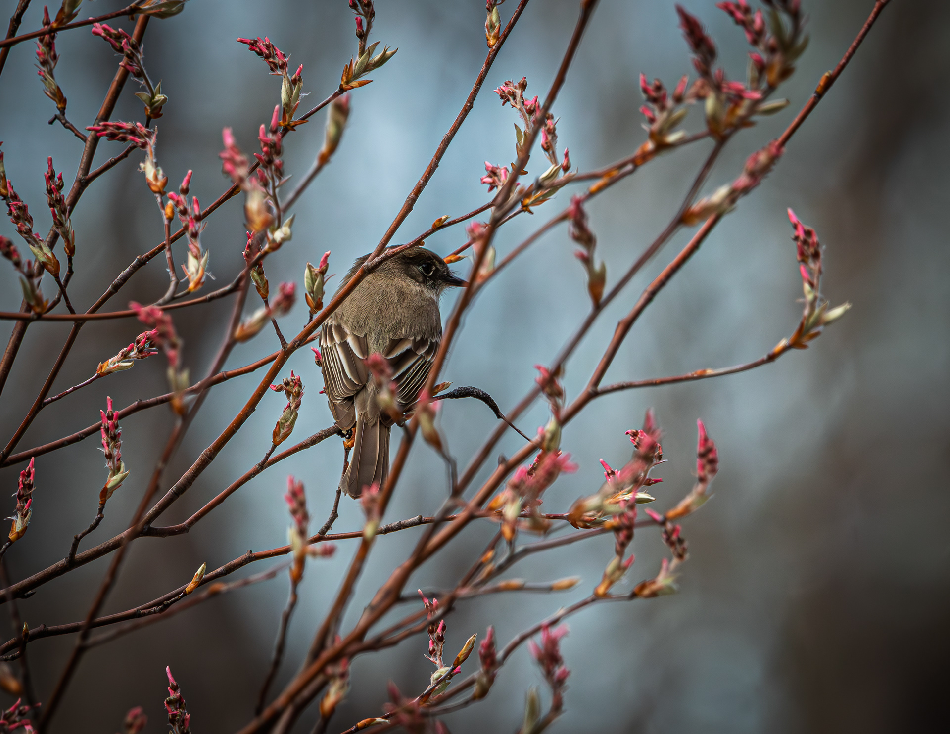 Eastern Wood Pewee at CSV