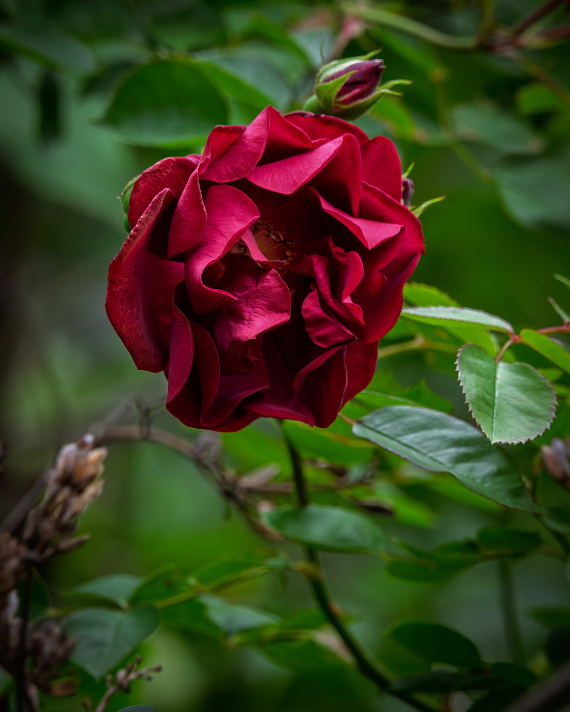 Red Rose