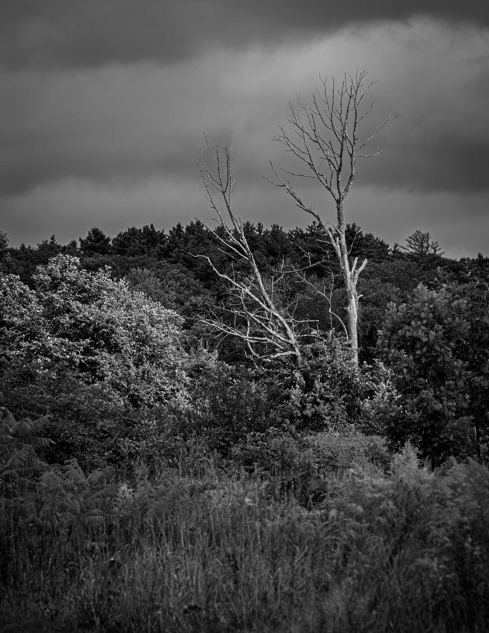 Two Dead Trees at CSV No1