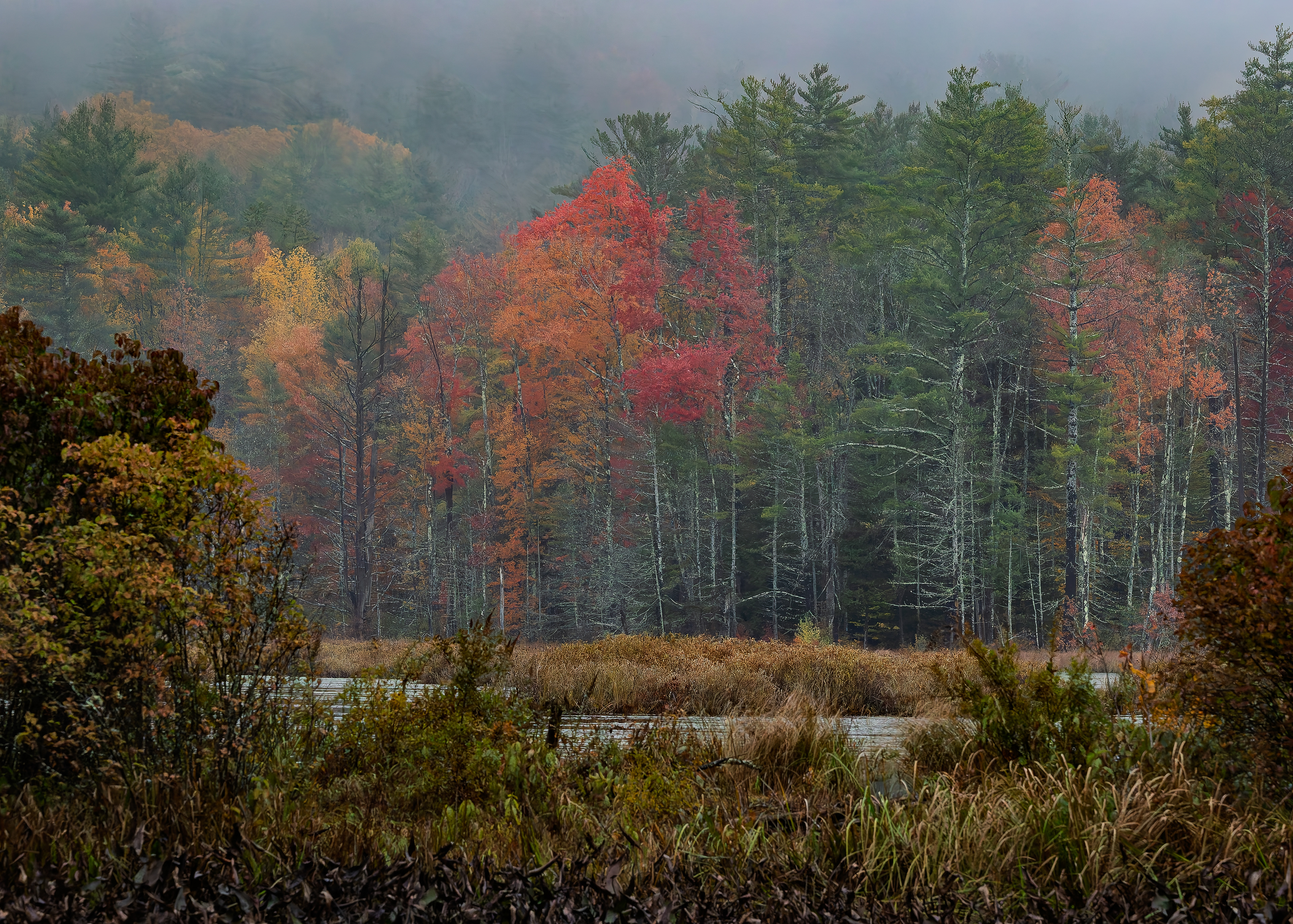 Quincy Bog Foliage - October 14, 2026