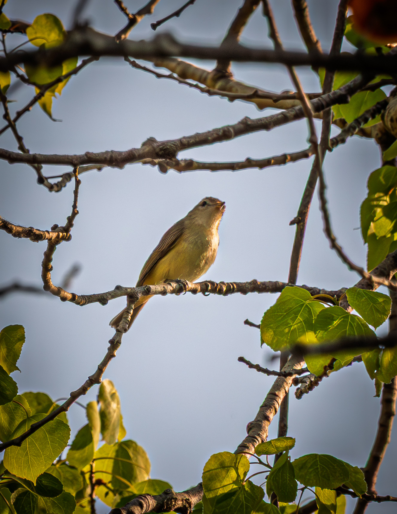 Yellowthroat Vireo