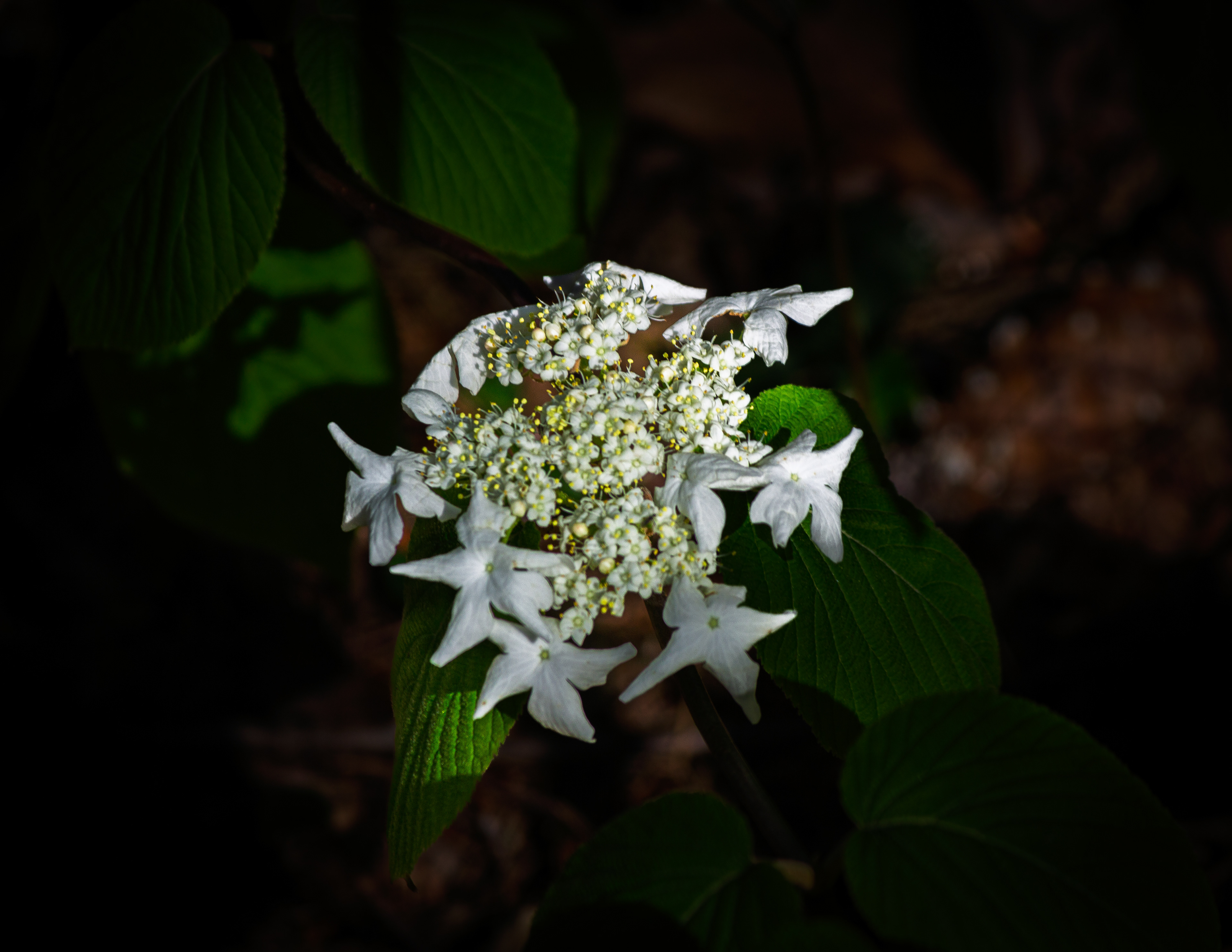 Wildflowers Along Laverack Trail