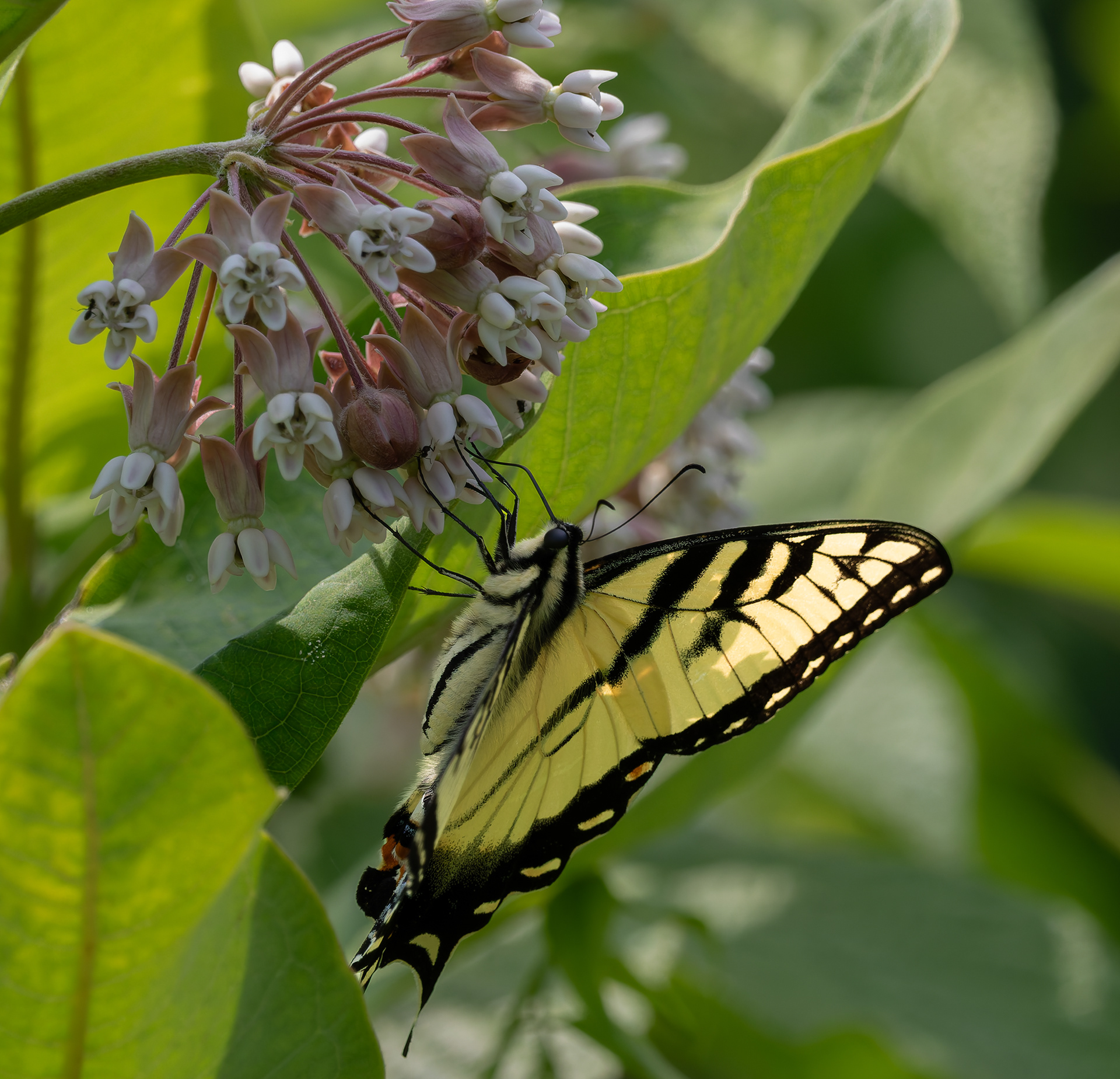 Yellow Swallowtail Butterfly - June 30, 2026