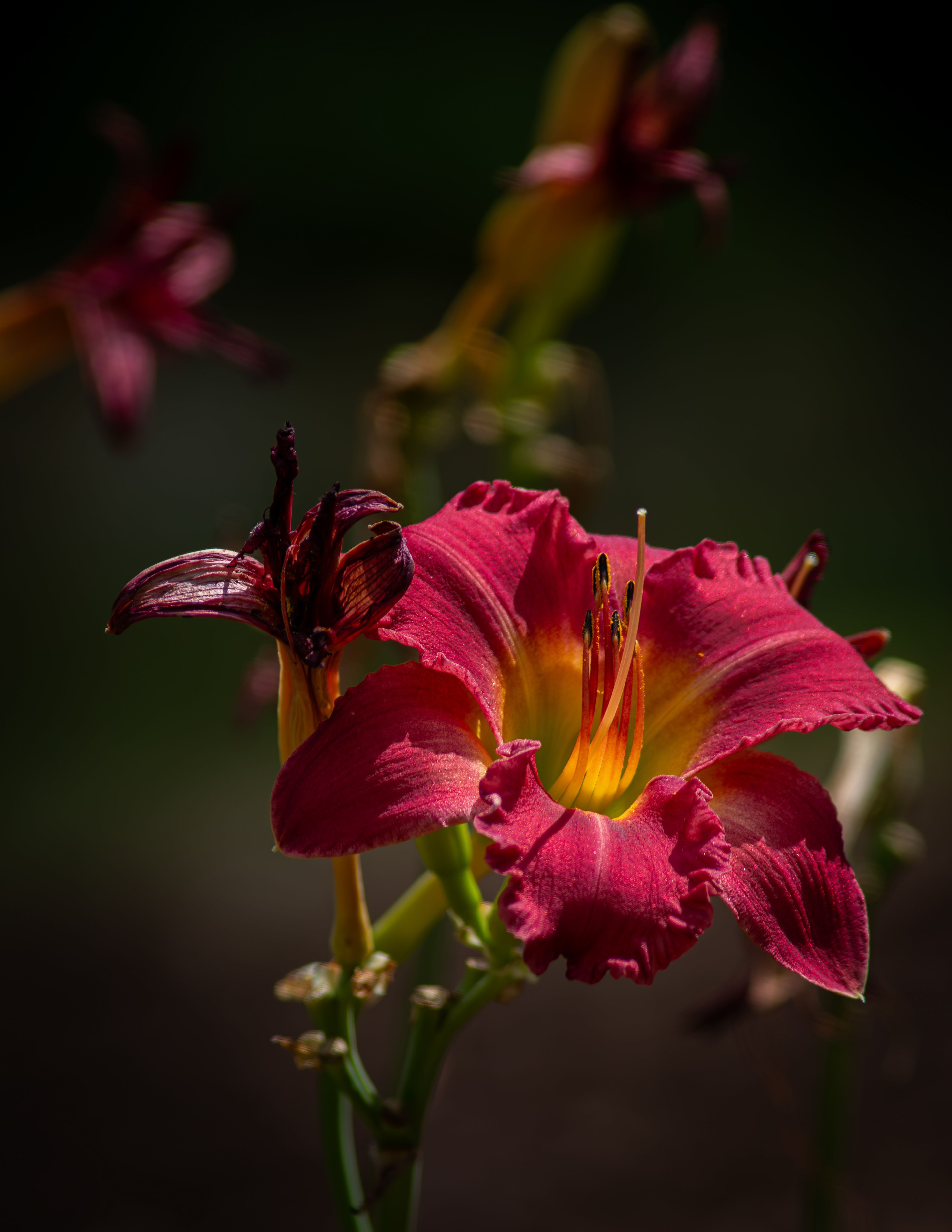 Earlybird Cardinal Daylily Portrait No2