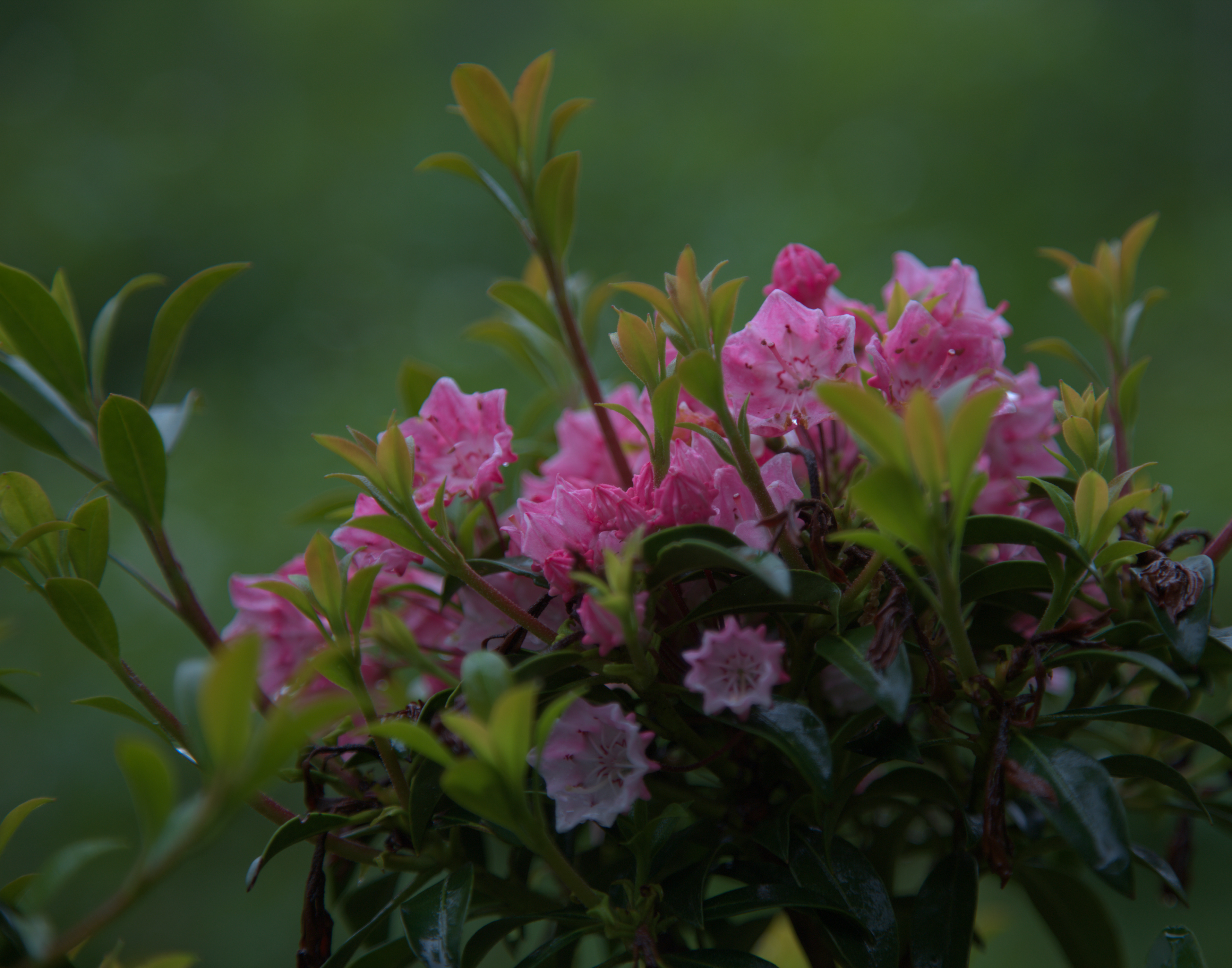 Mountain Laurel