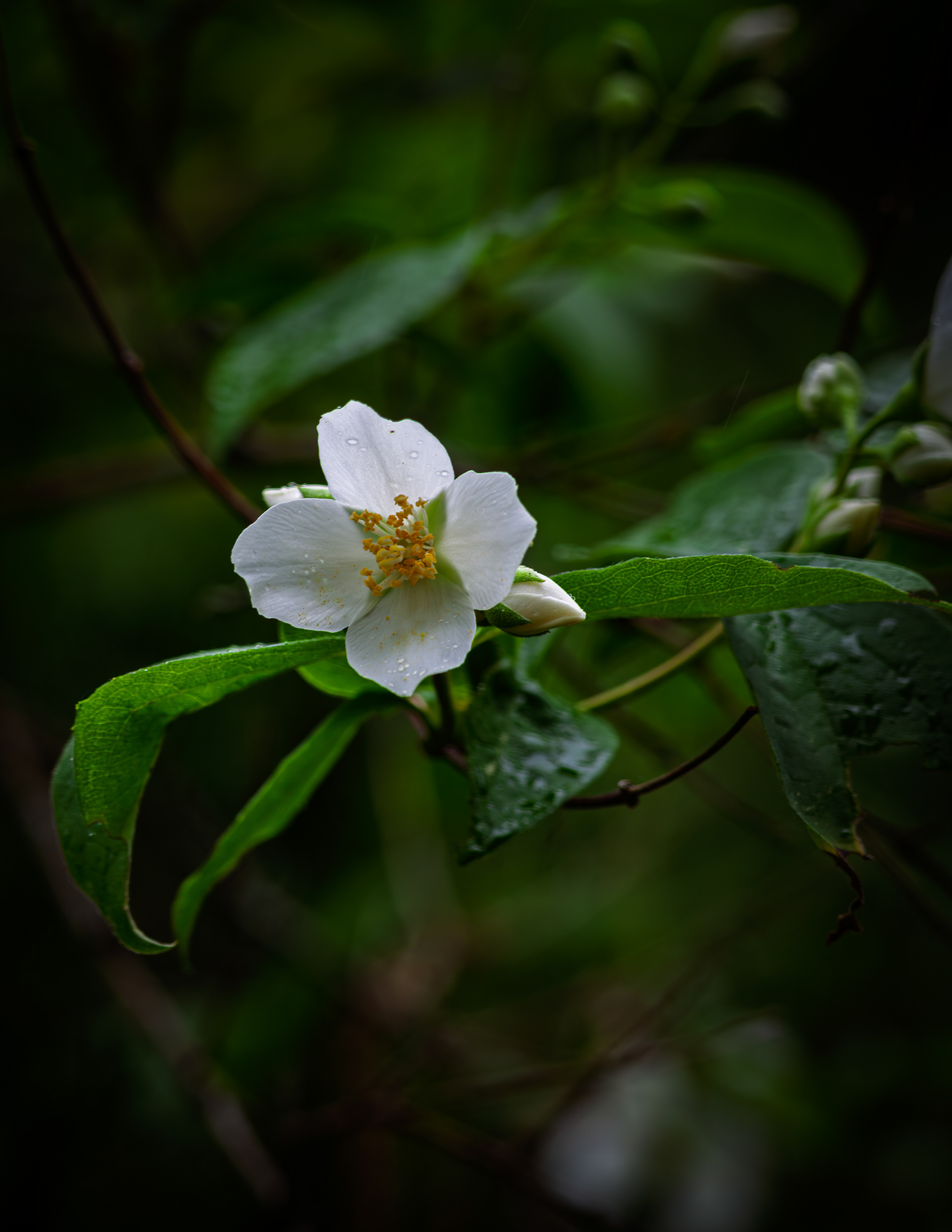 Mock Orange