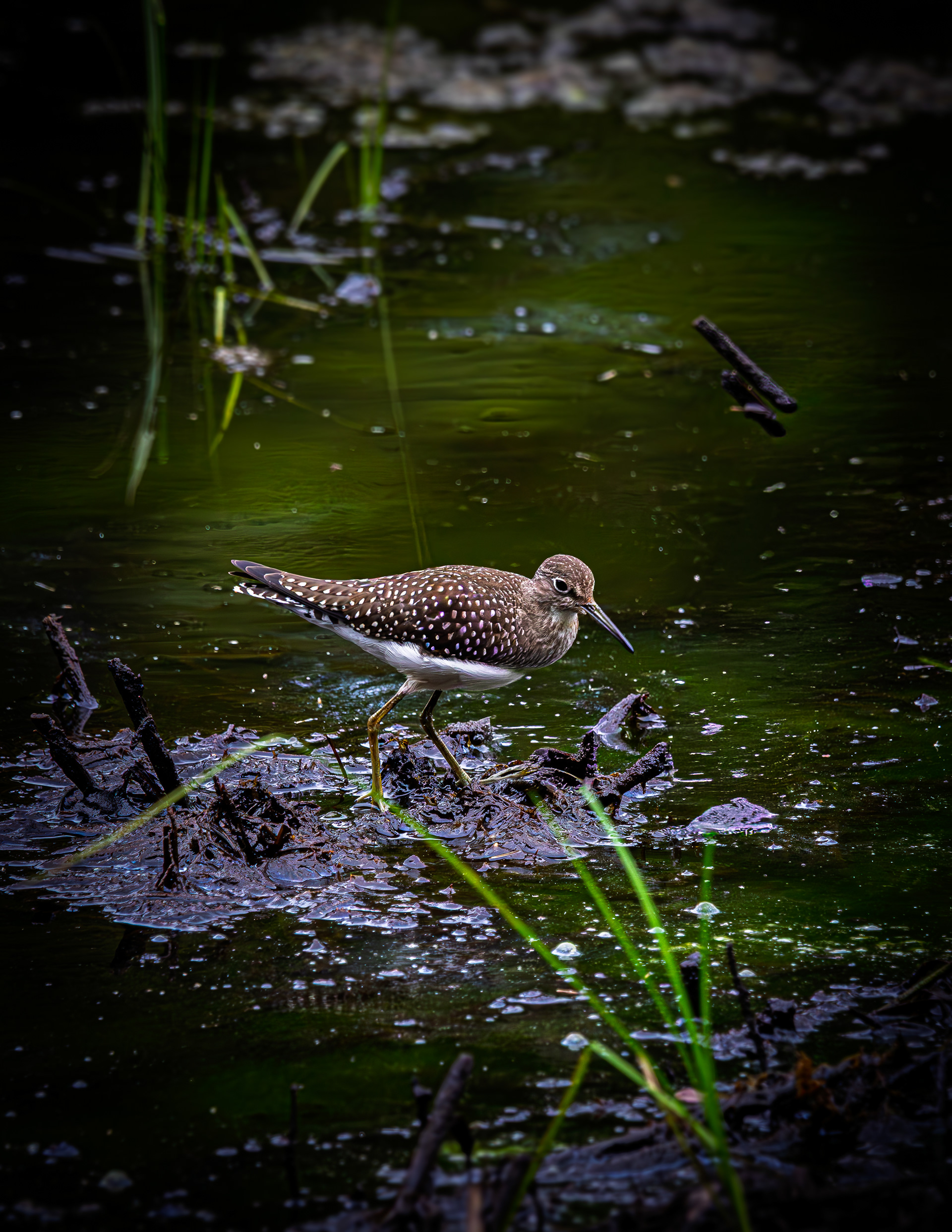 Spotted Sandpiper No3