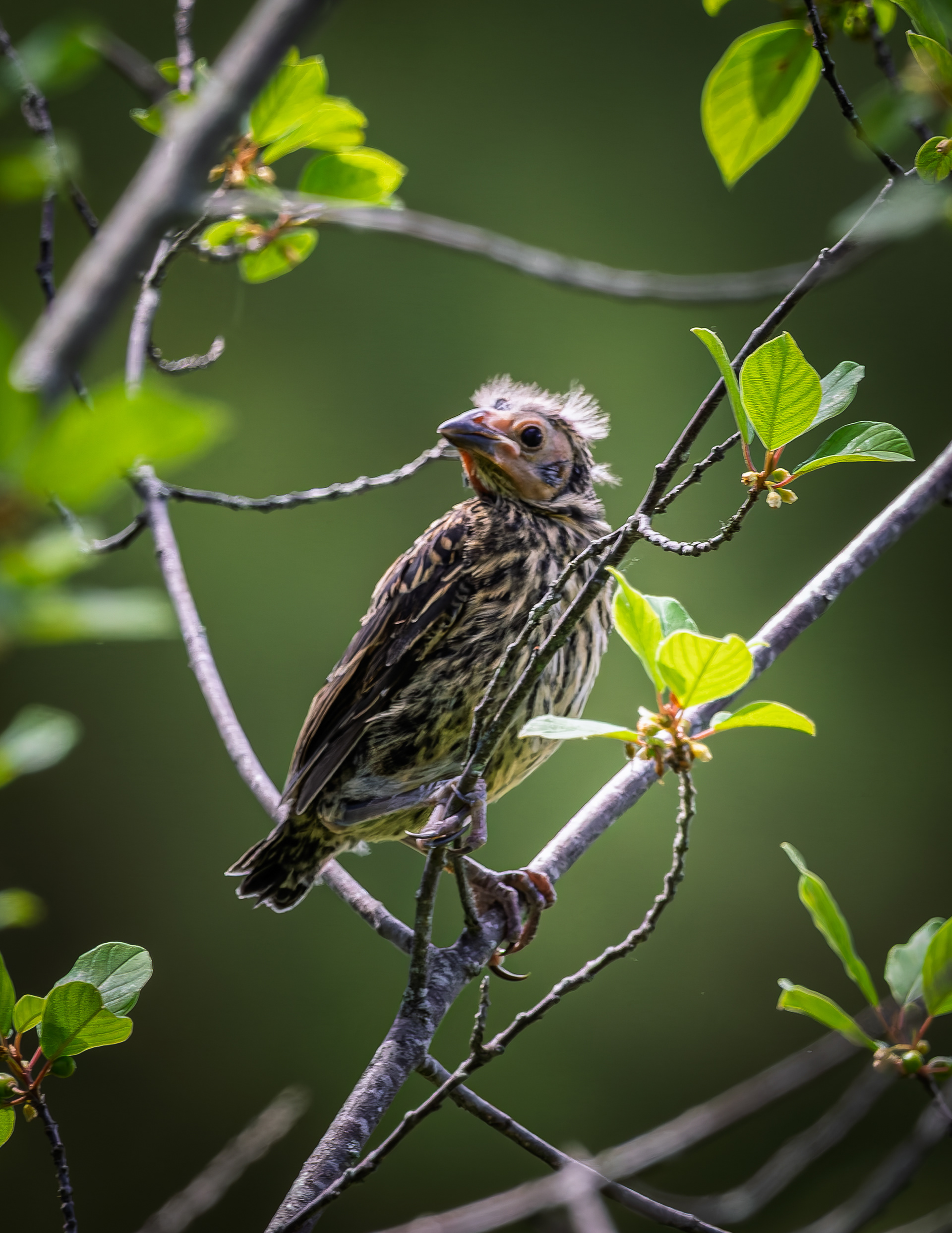 Fledgling Red-winged Blackbird