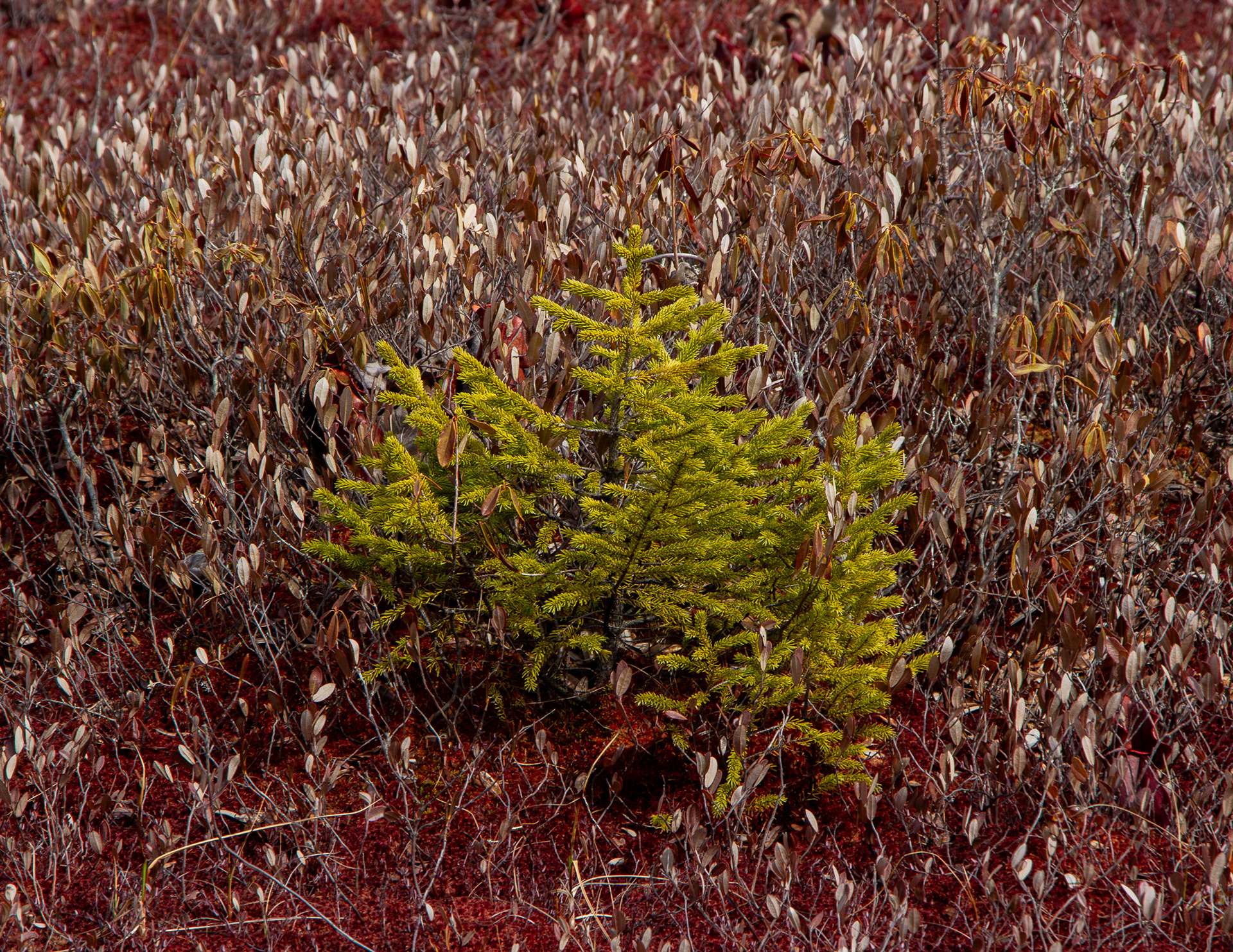 Baby Spruce Tree at Philbrick-Cricenti Bog