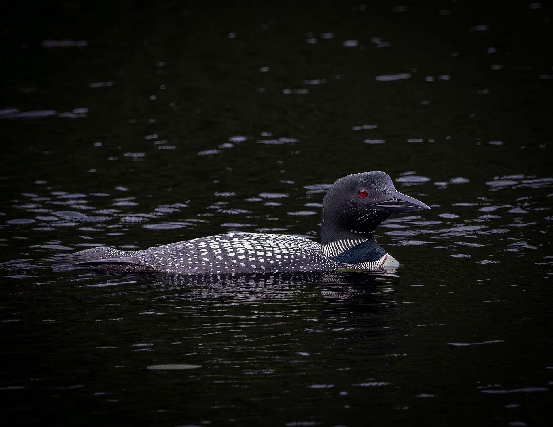 Common Loon Hen No4