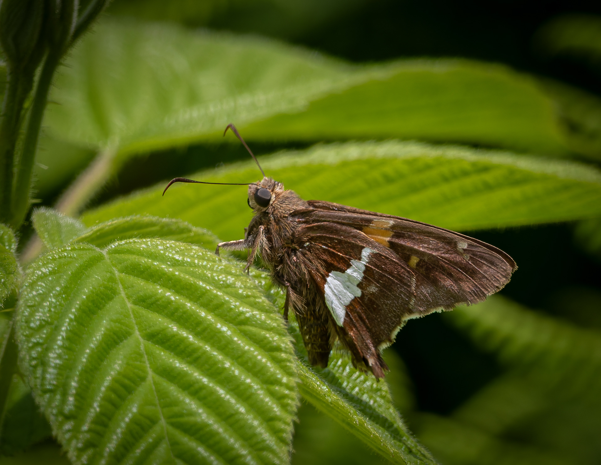 Silver Spotted Skipper Butterfly