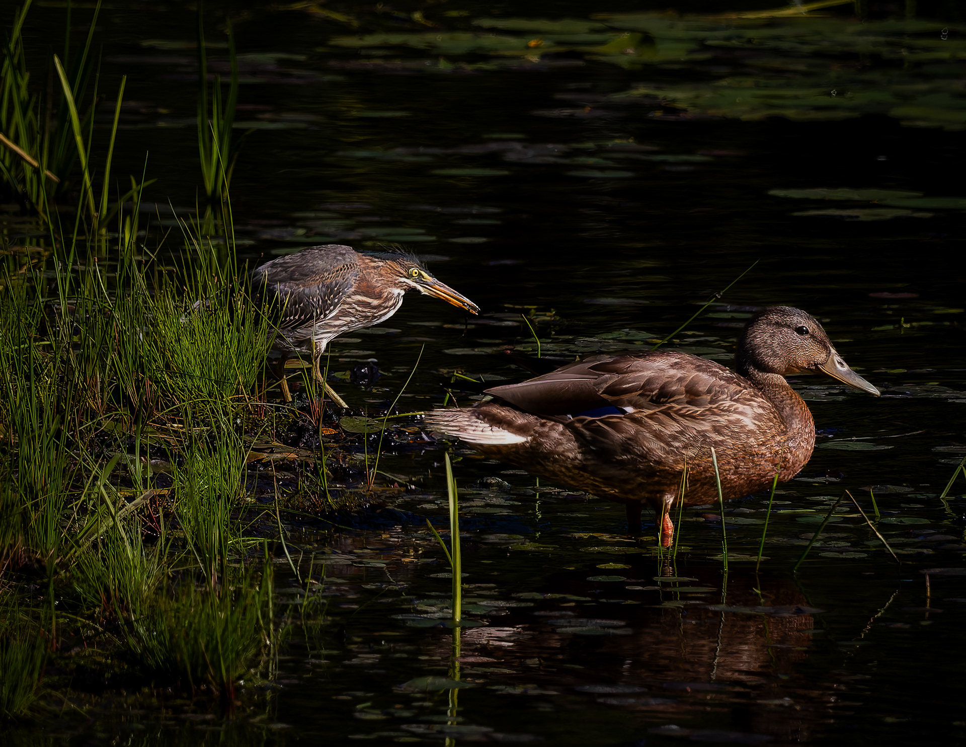 Green Heron and Mallard No3