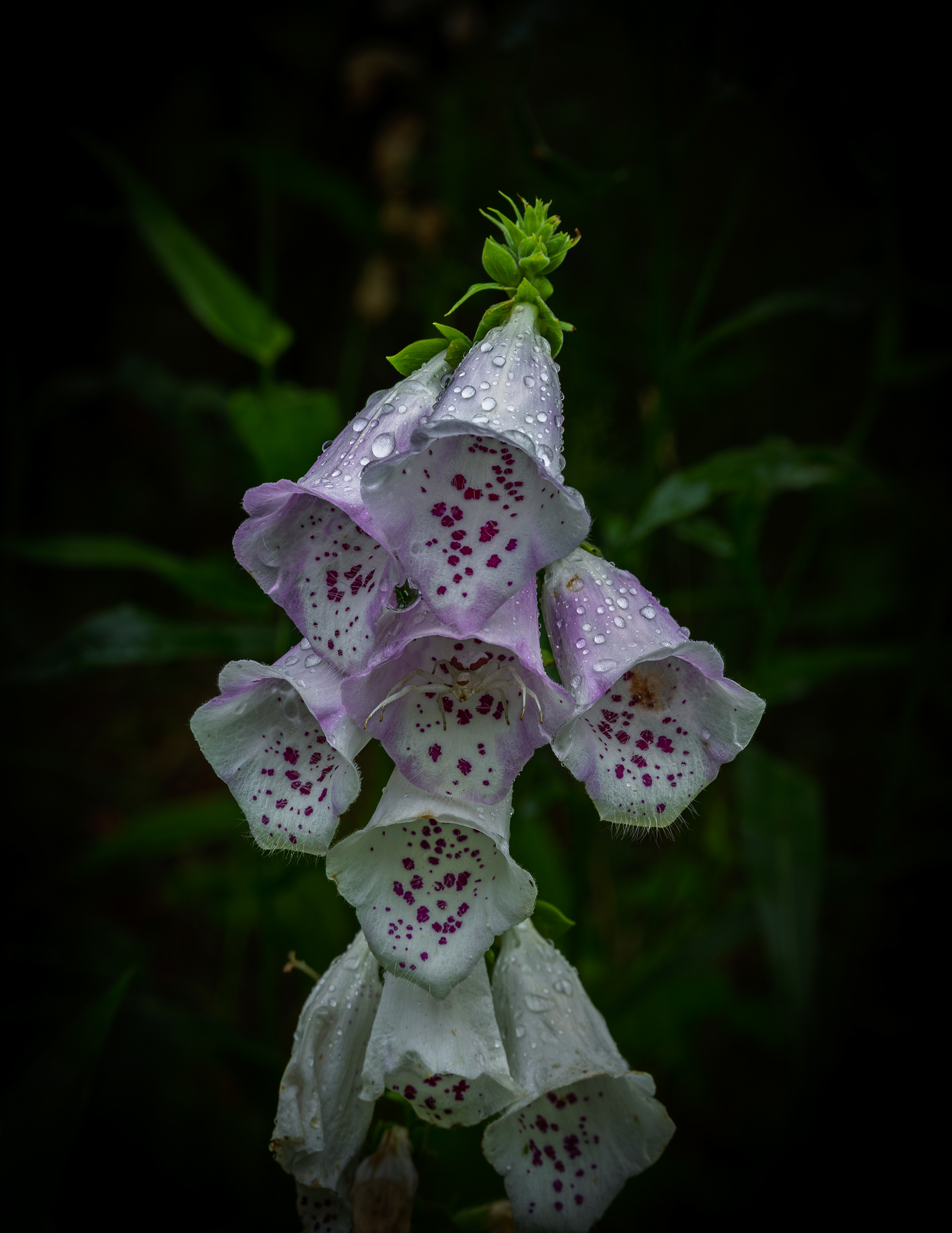Foxglove