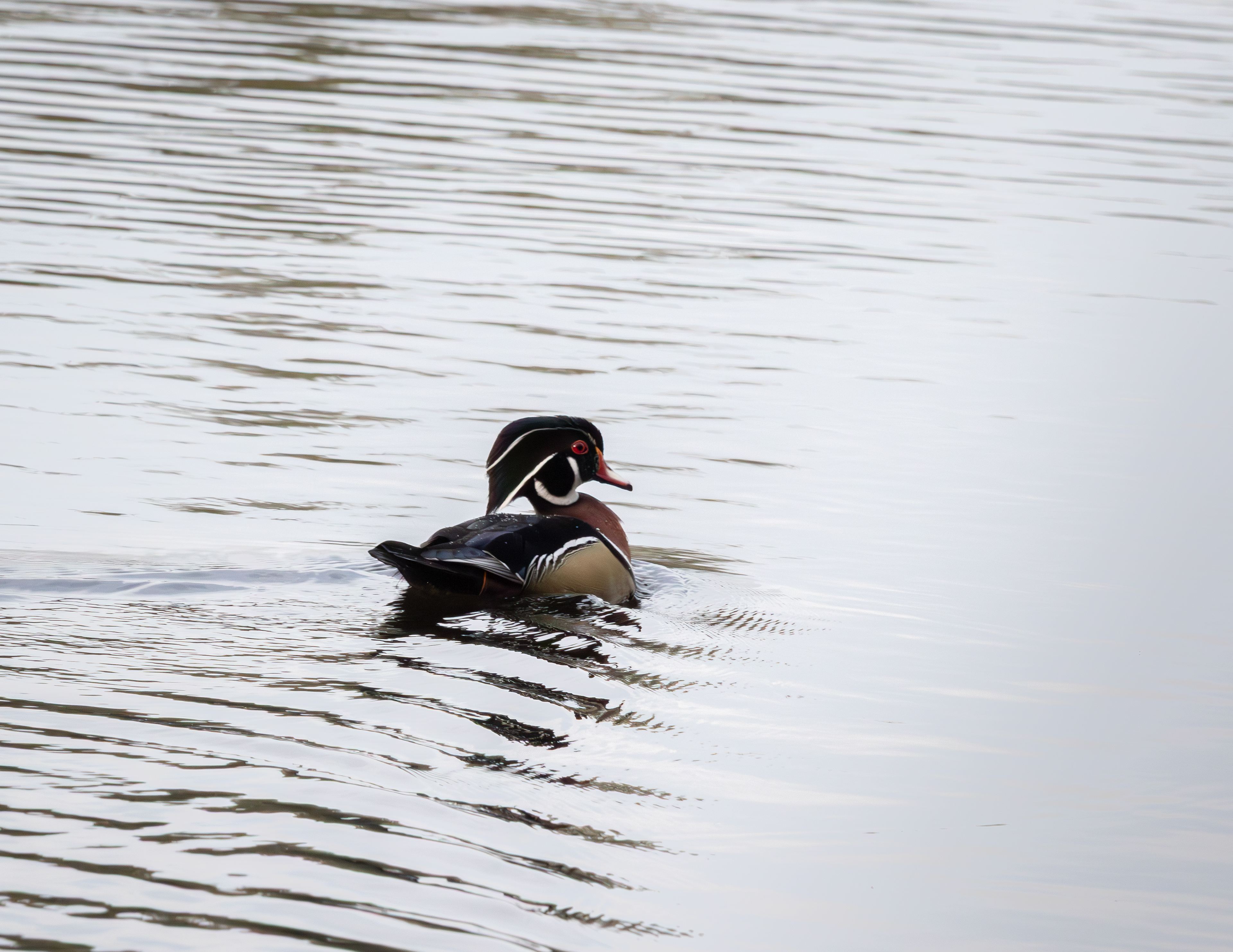 Male Wood Duck at Shellcamp
