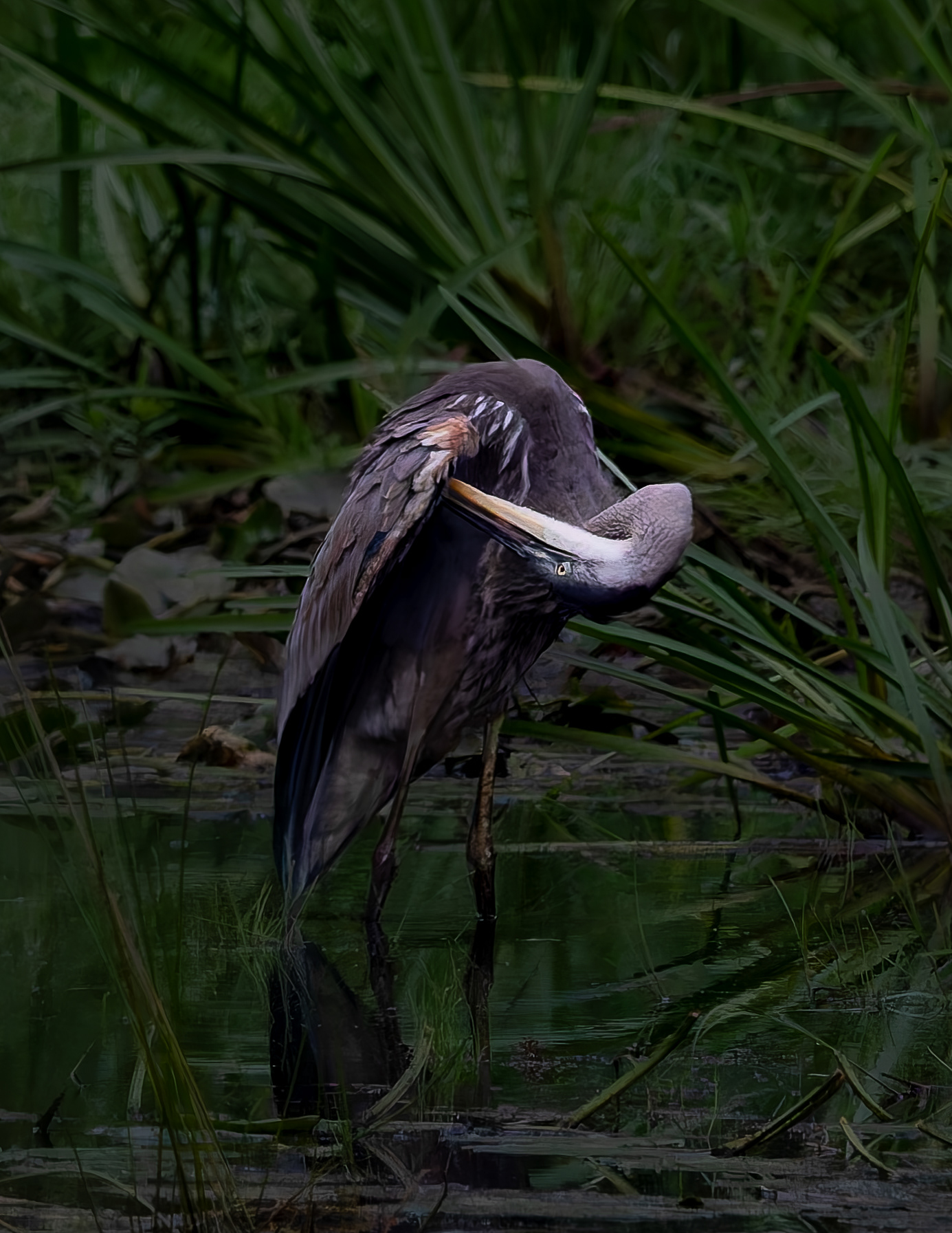 Great Blue Heron No2 - September 8, 2026