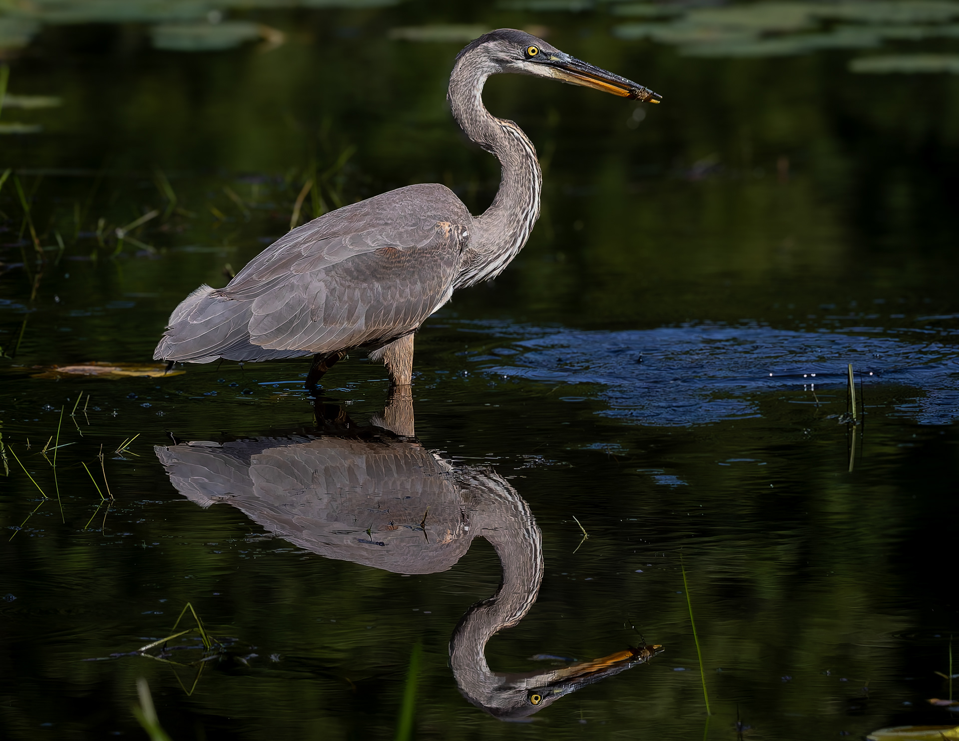 Great Blue Heron No7