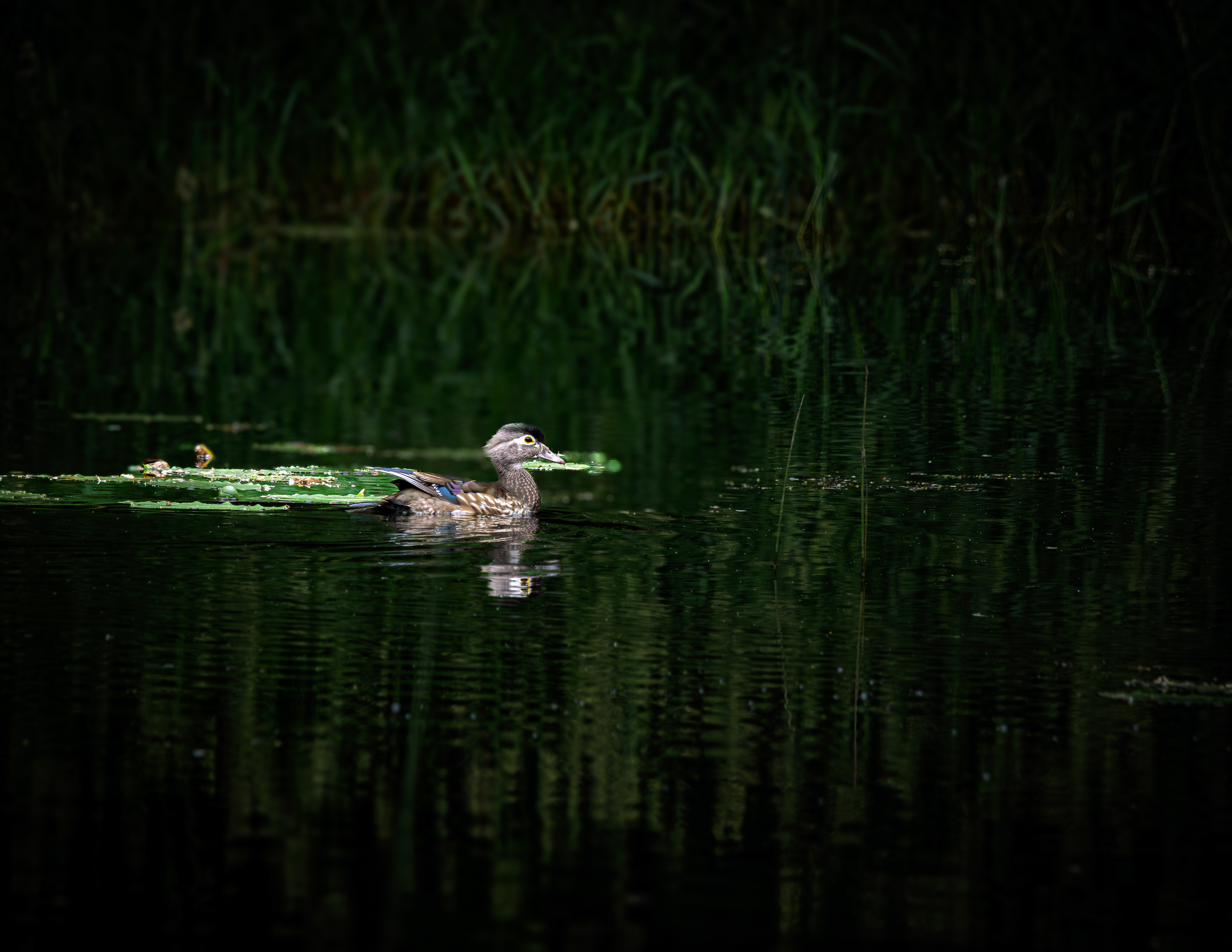 Female Wood Duck No3
