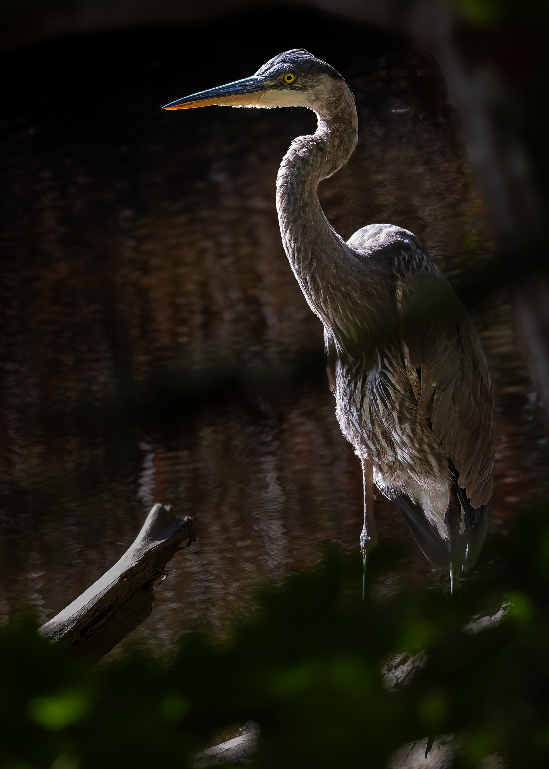 Great Blue Heron No1 - September 24, 2026