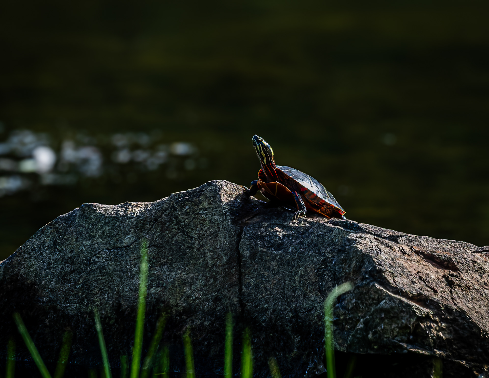 Painted Turtle No1
