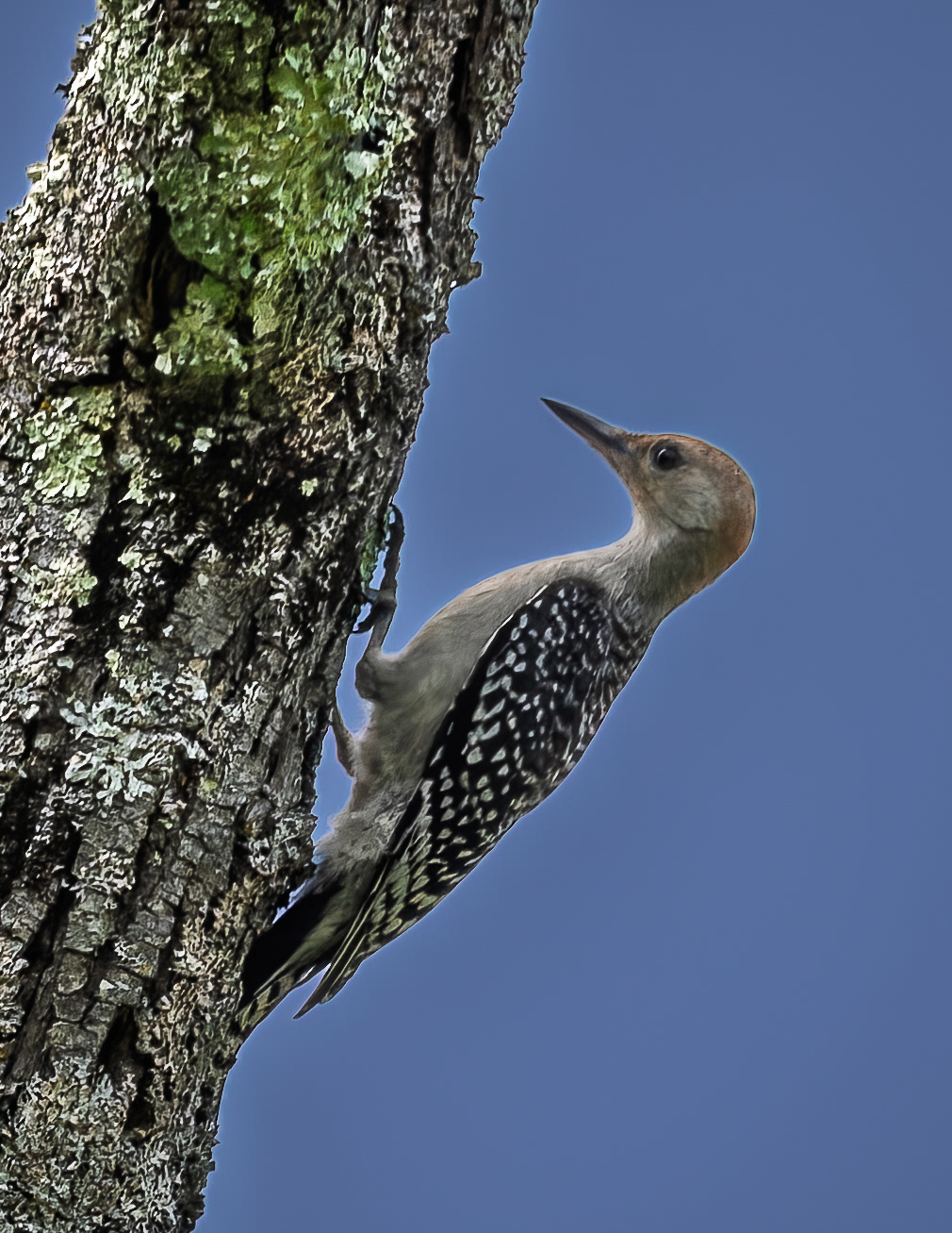 Red Bellied Woodpecker