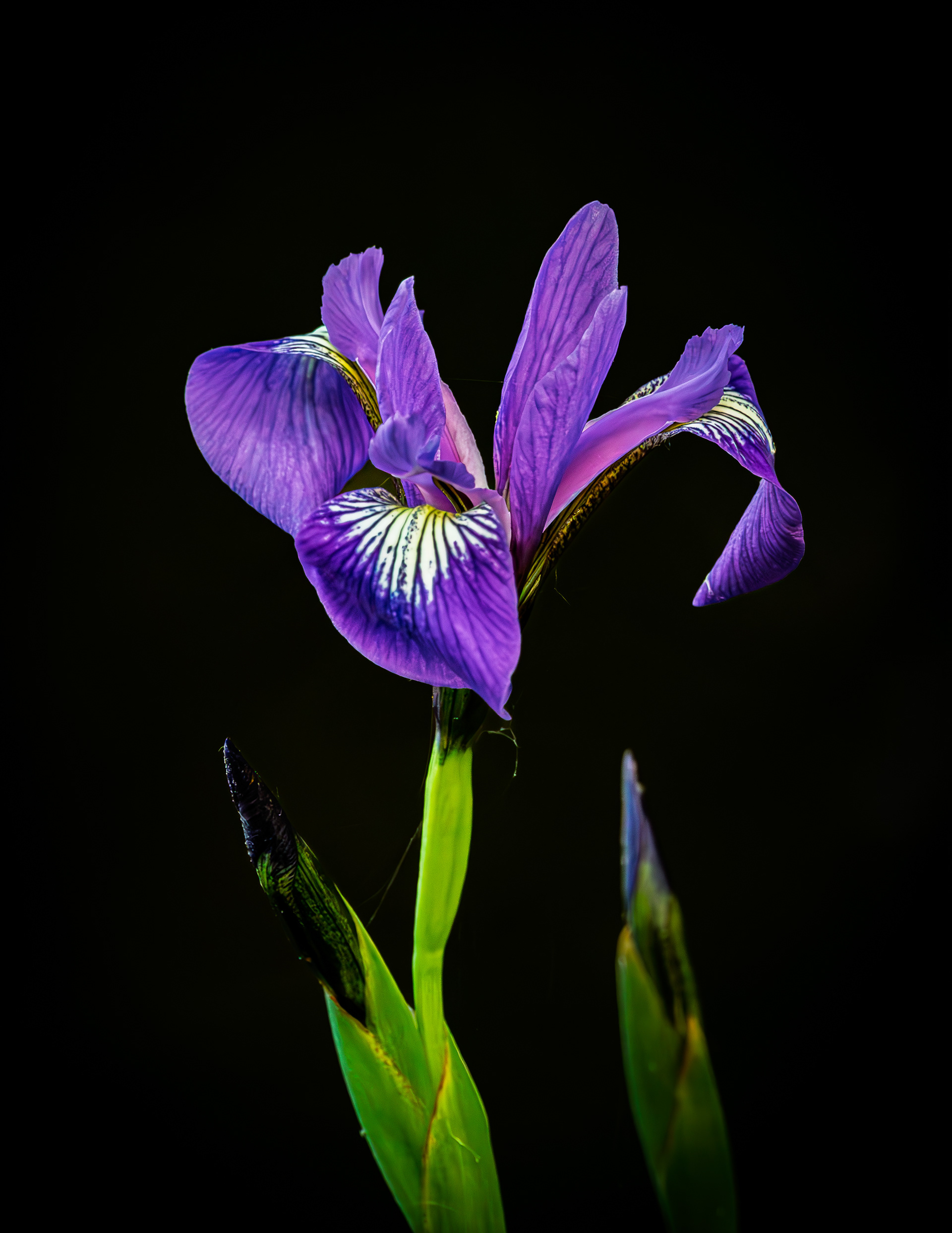 Wild Iris No2