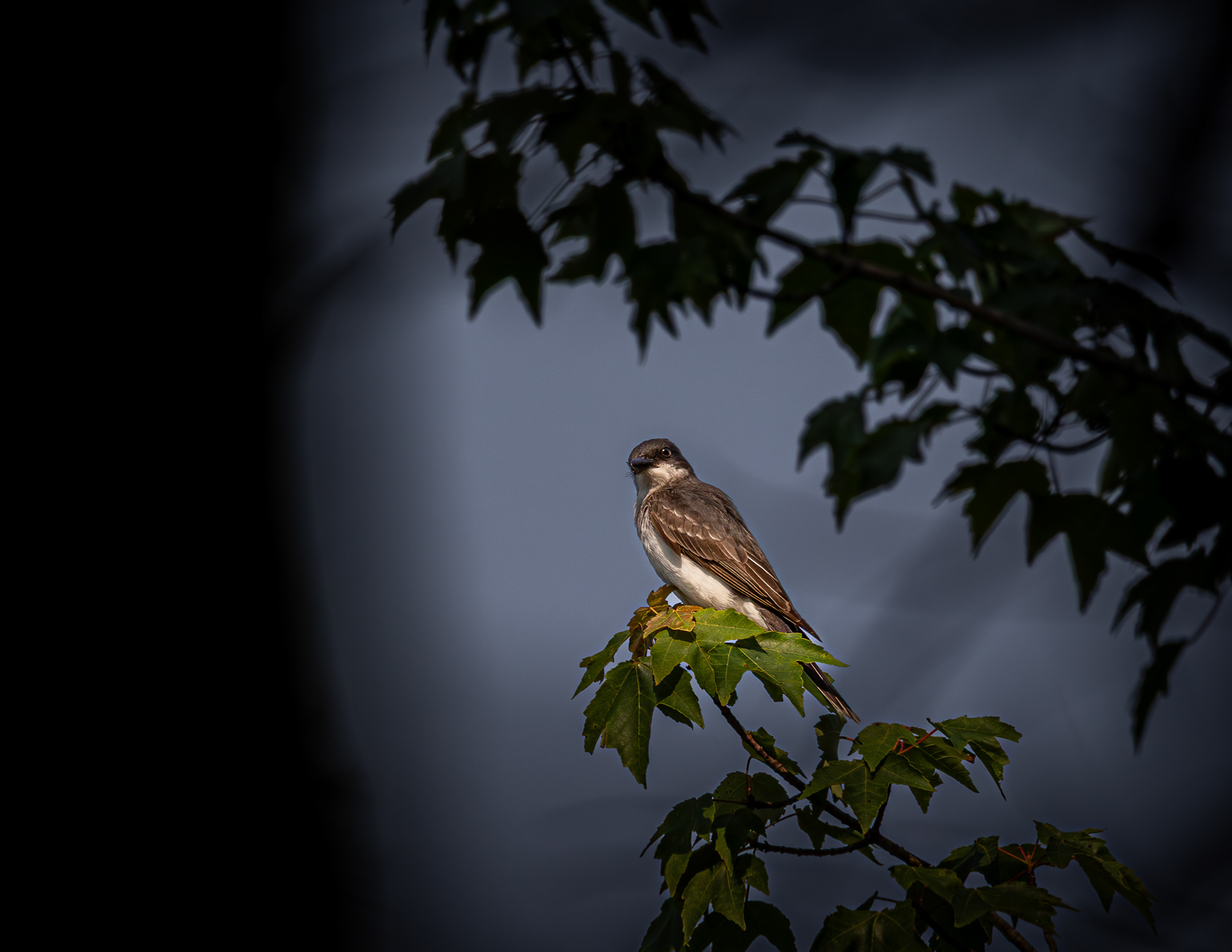 Eastern Kingbird at CSV No2