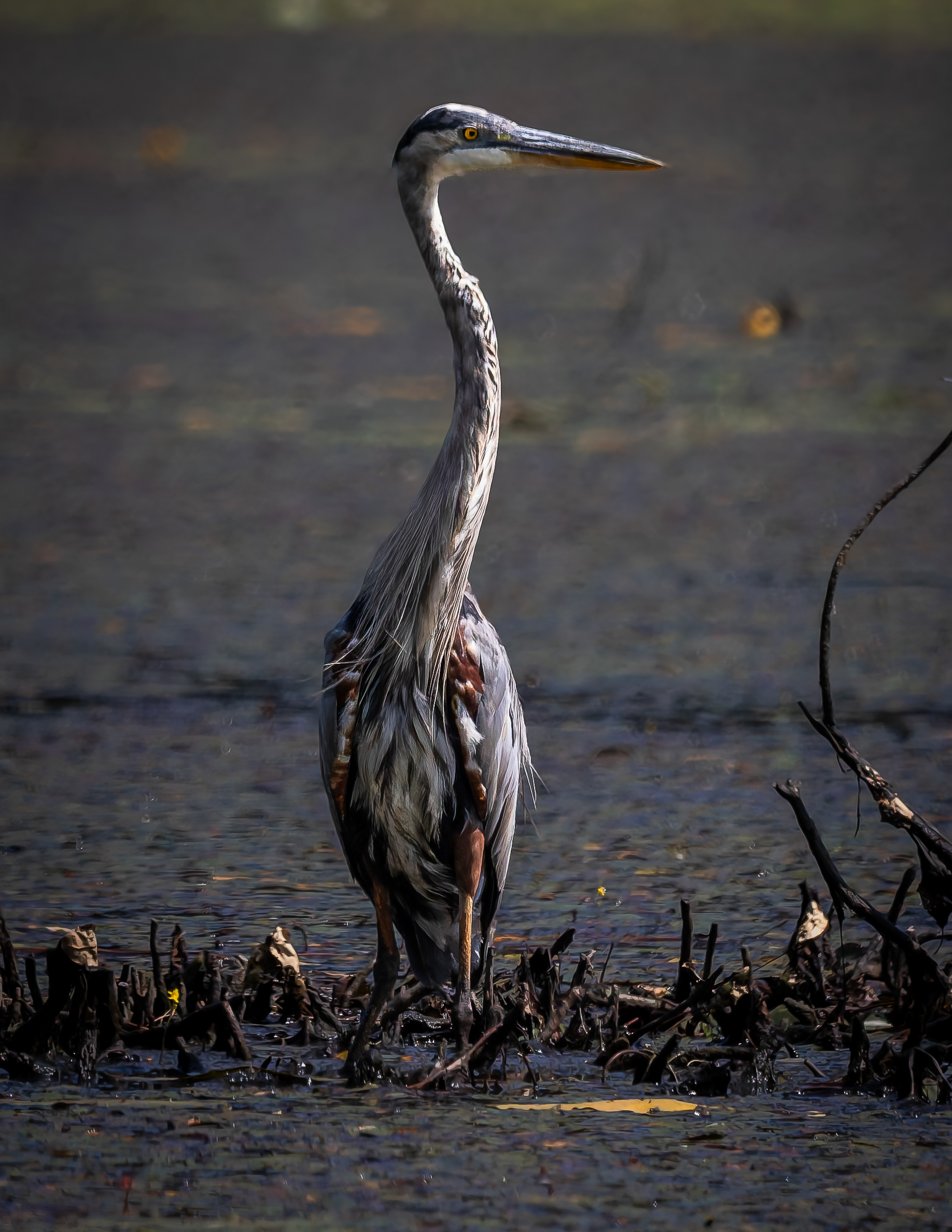 Great Blue Heron No4