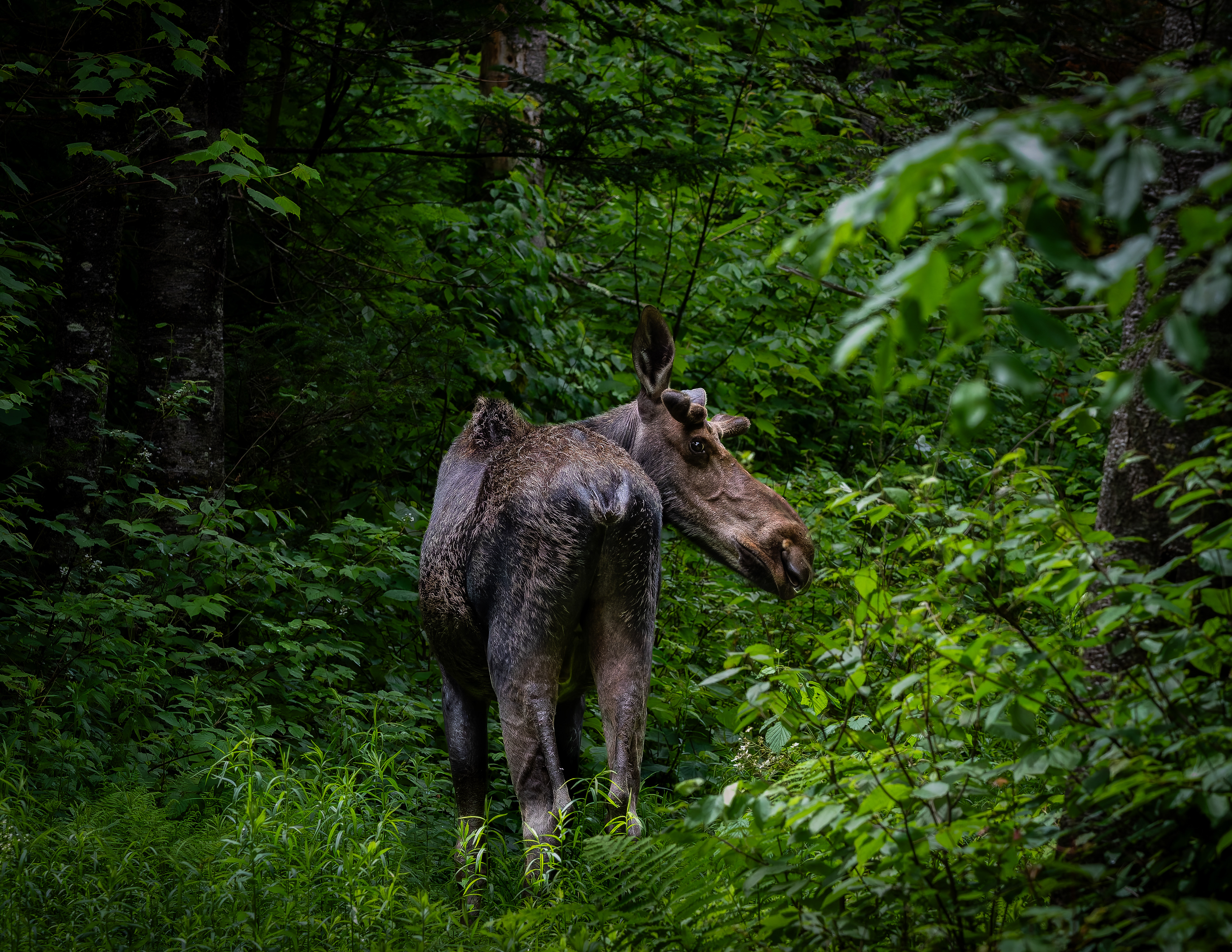 Young Bull Moose No6