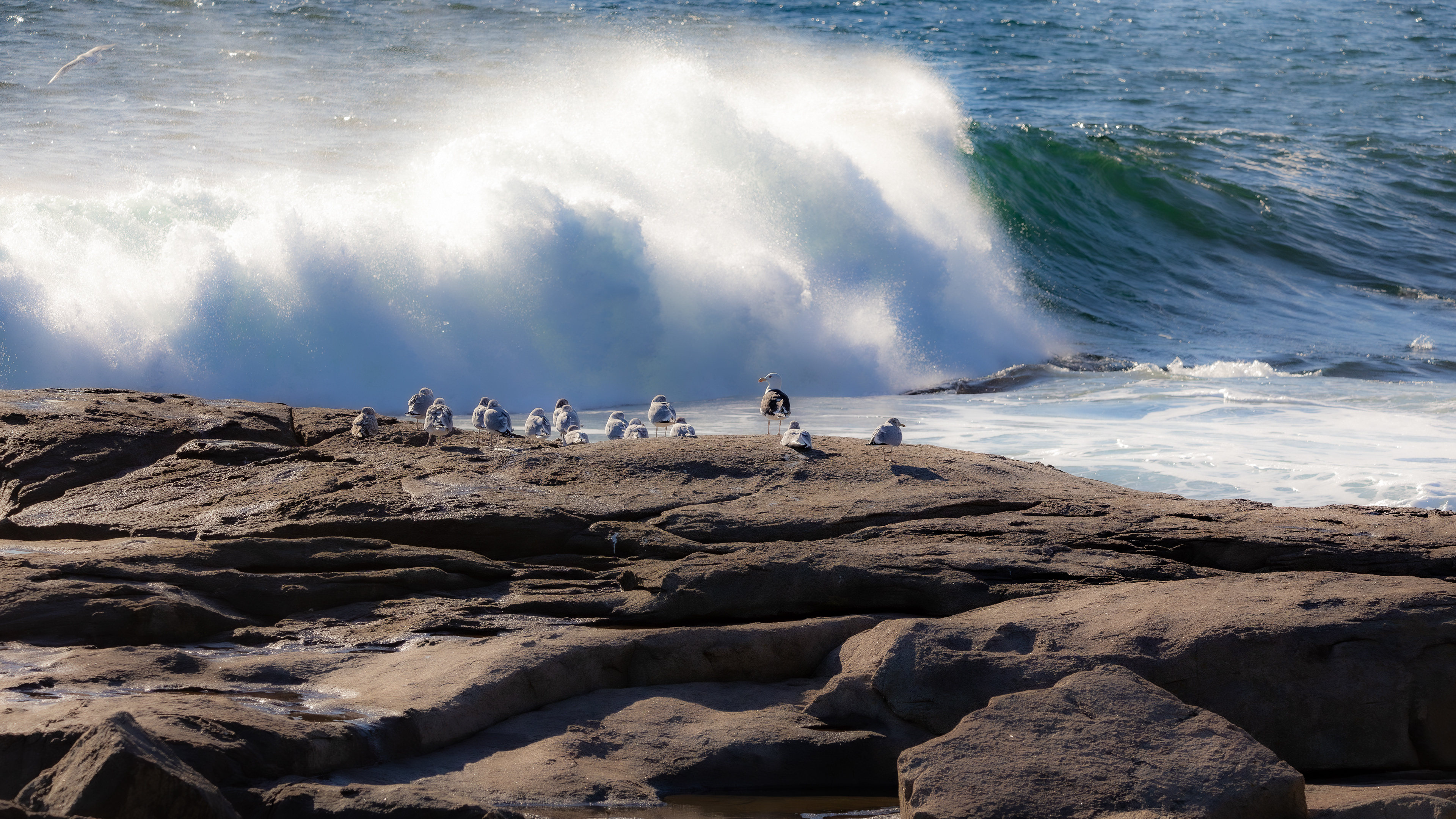 Seagulls Watching the Waves Come In