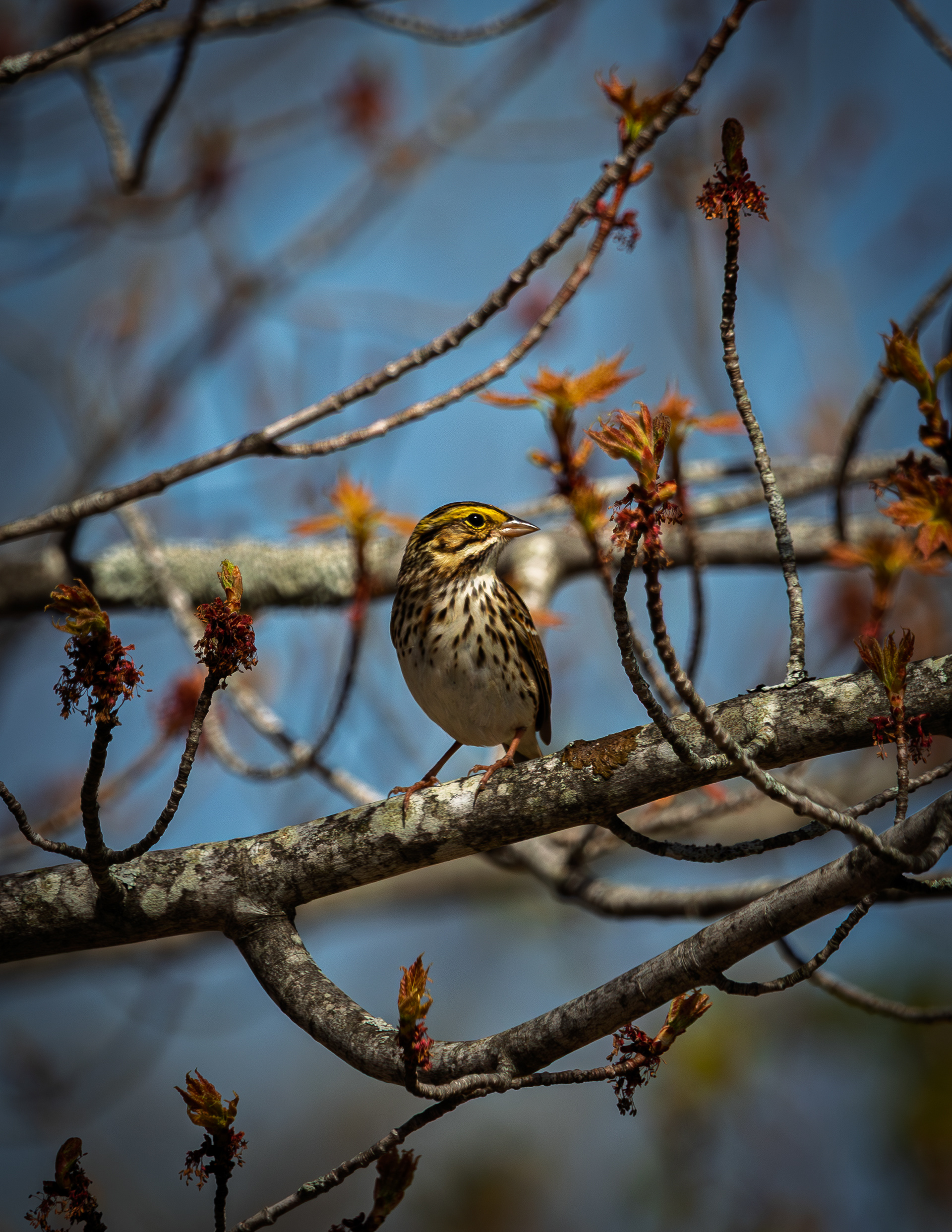Savannah Sparrow No1