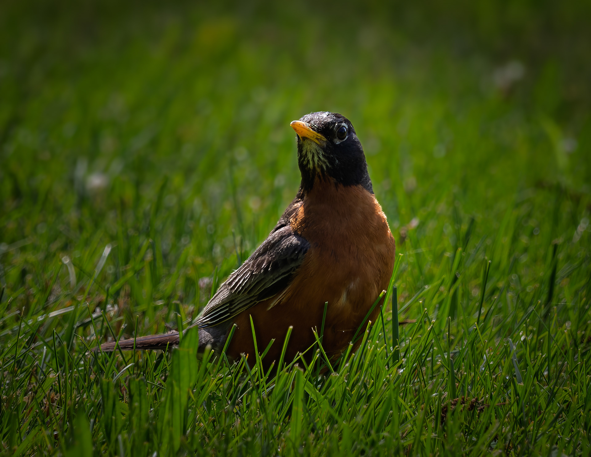 American Robin No2