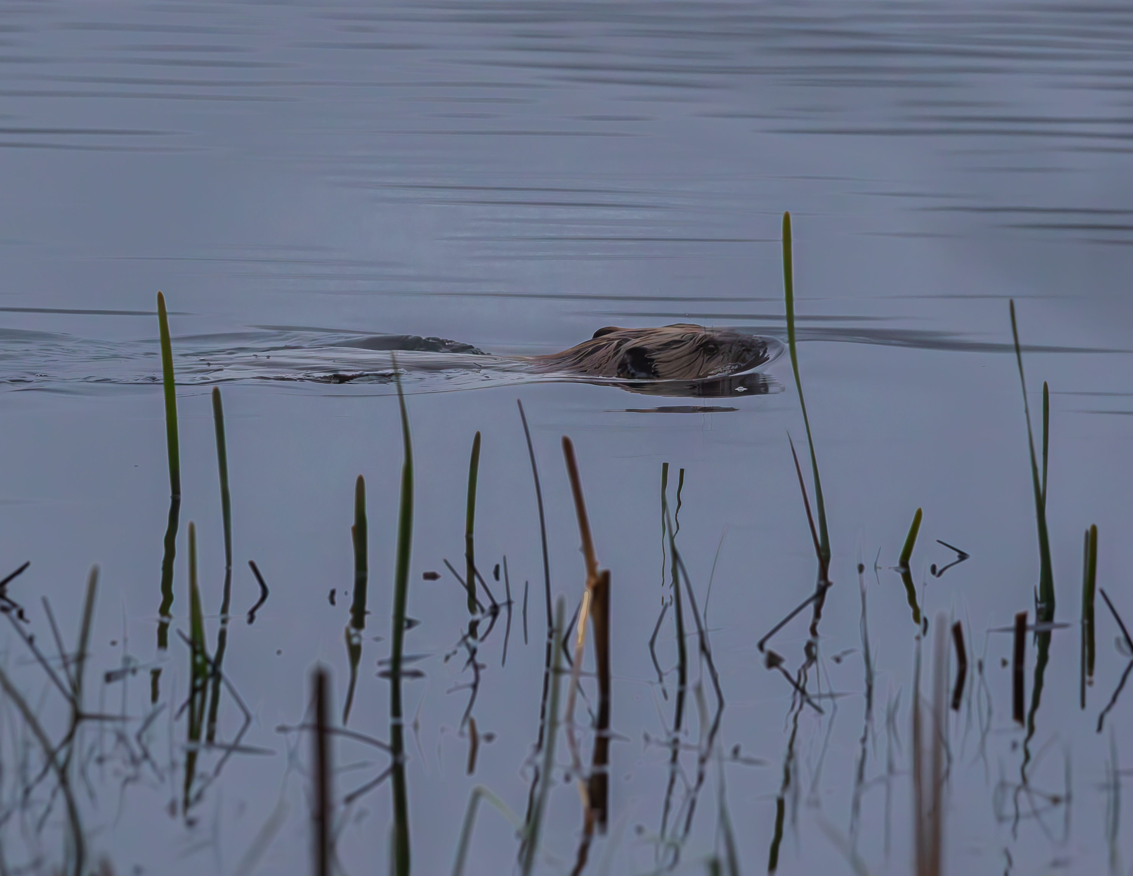 Beaver No1